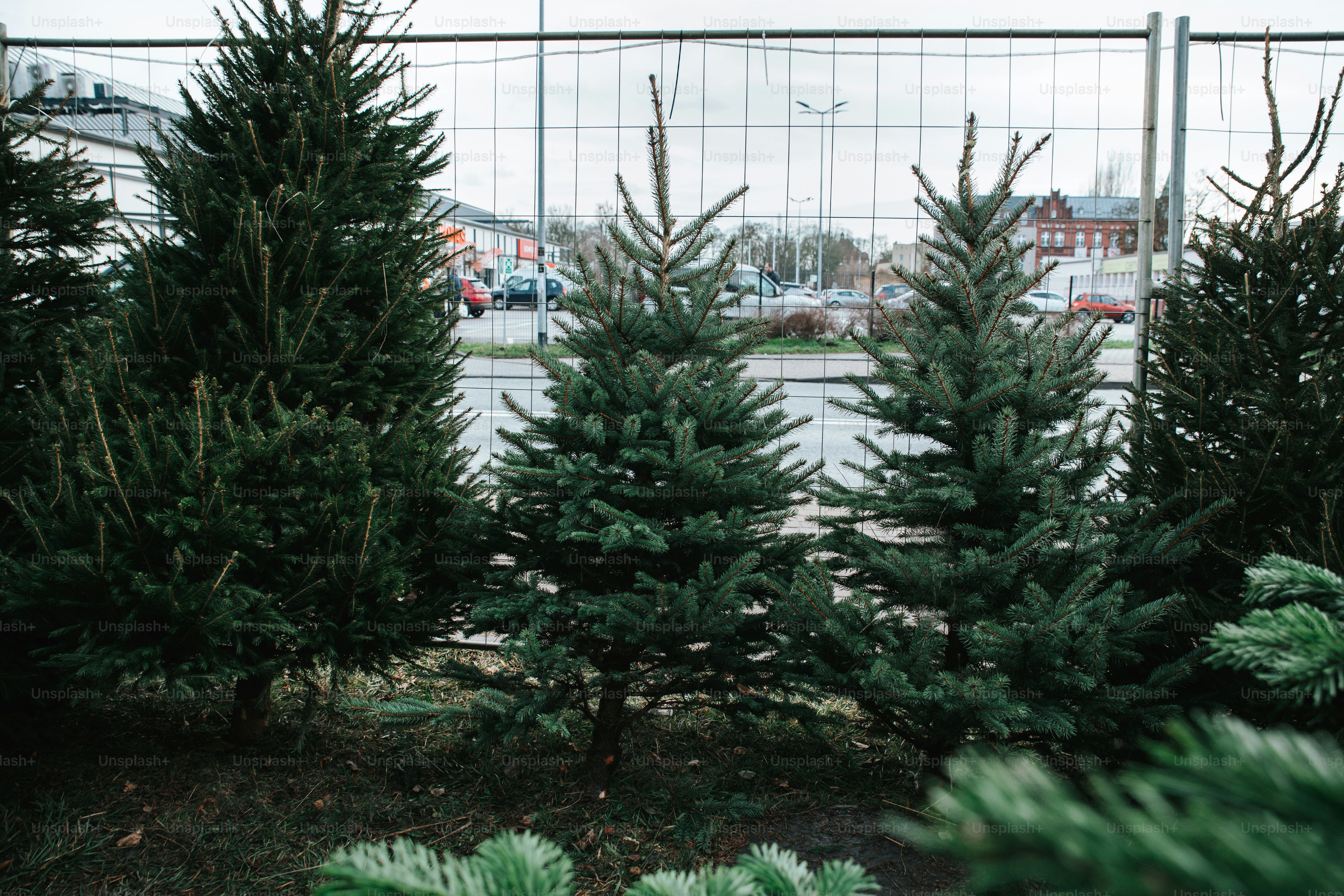 Several fir trees displayed outdoors with a fence behind them. photo ...