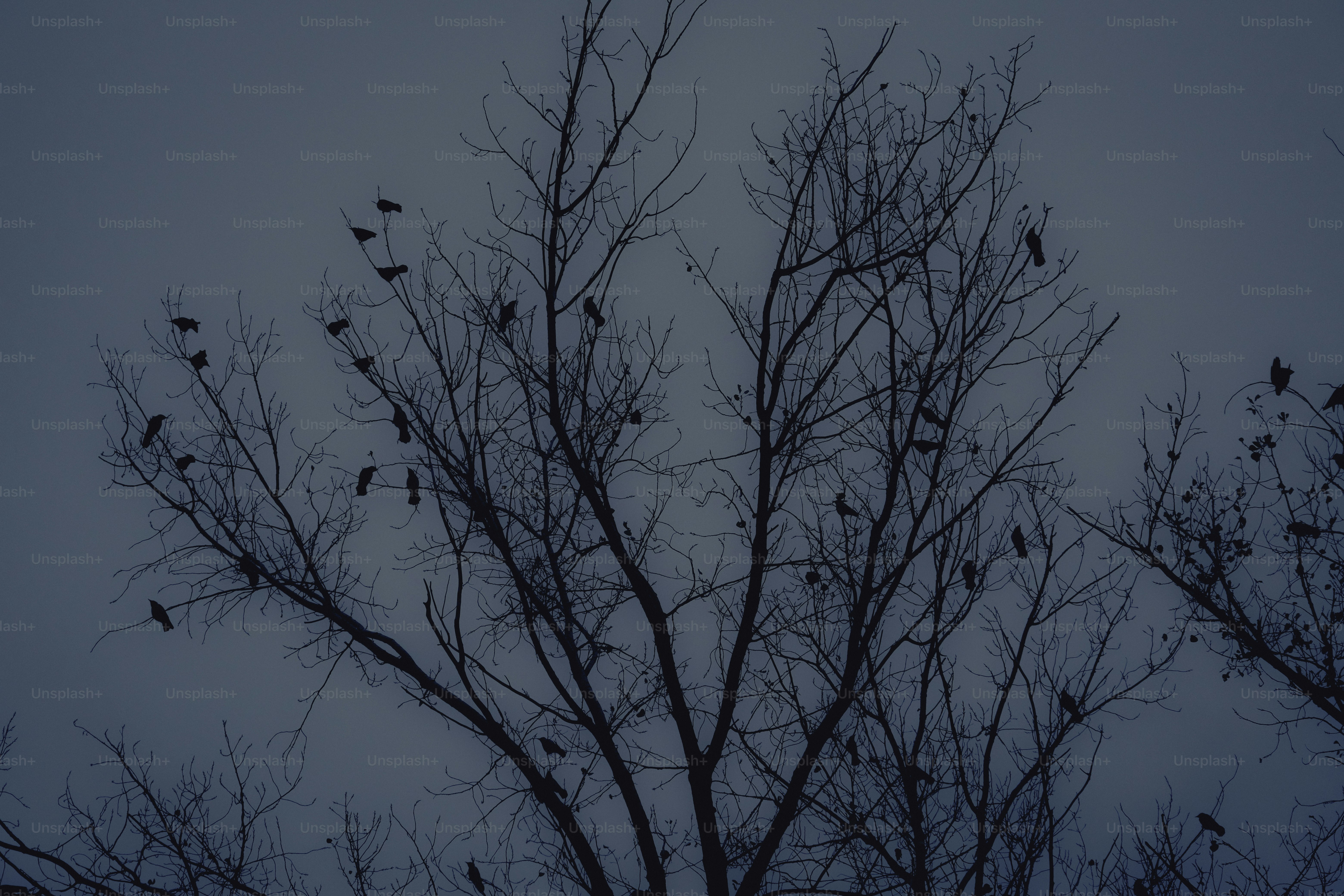 Viele Krähen saßen auf kahlen Ästen