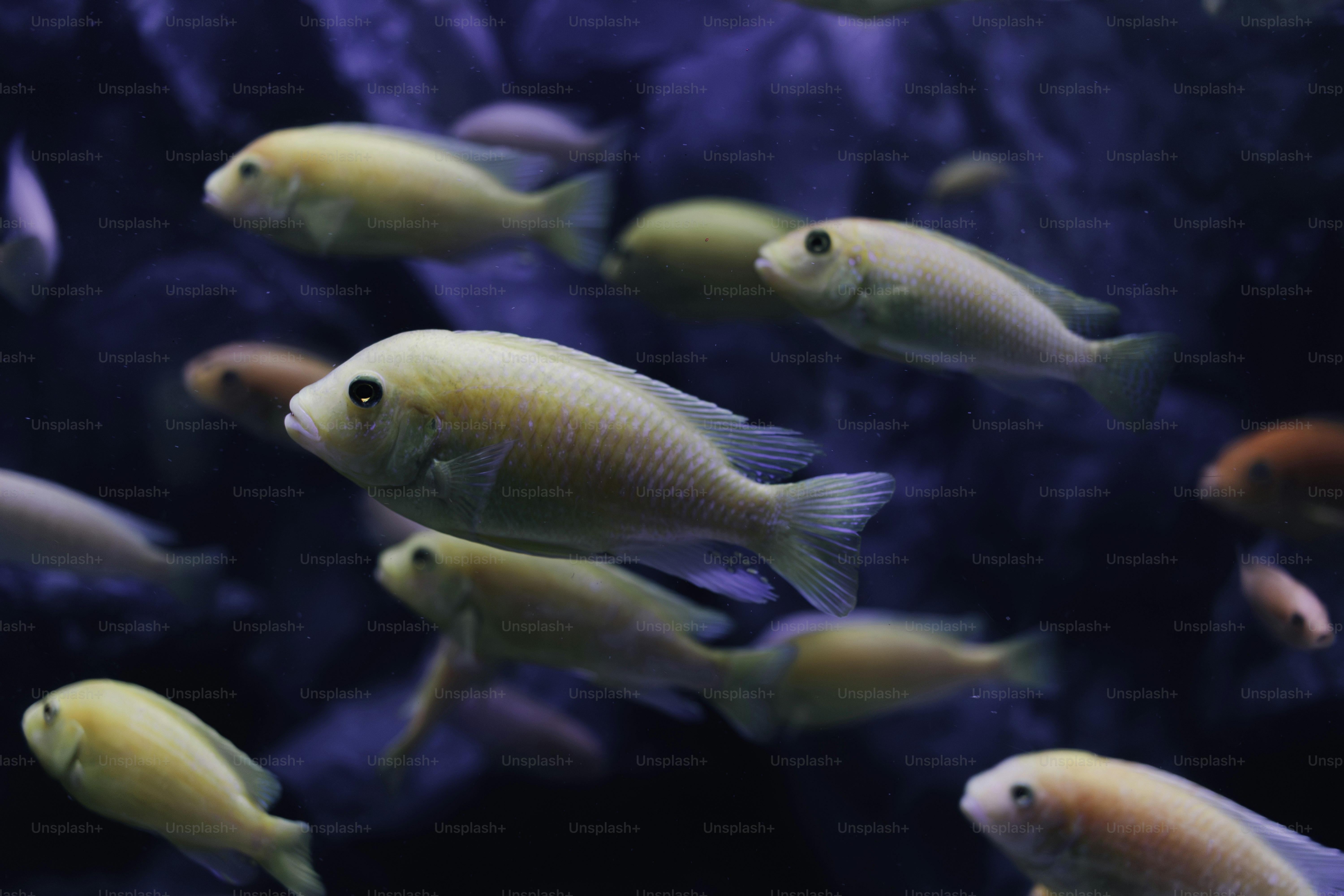 A school of yellow fish swimming in blue water