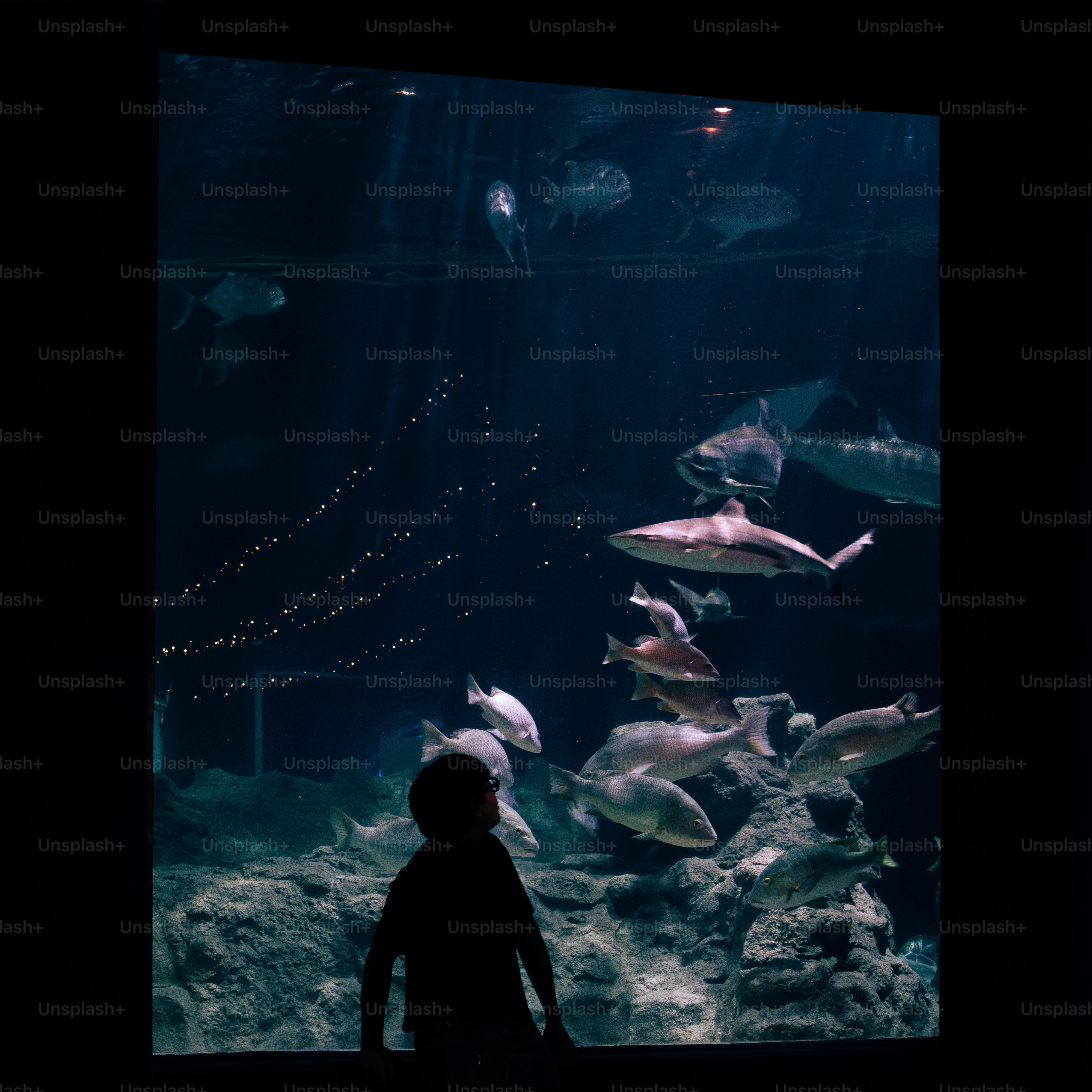Child watches fish in a large aquarium tank.