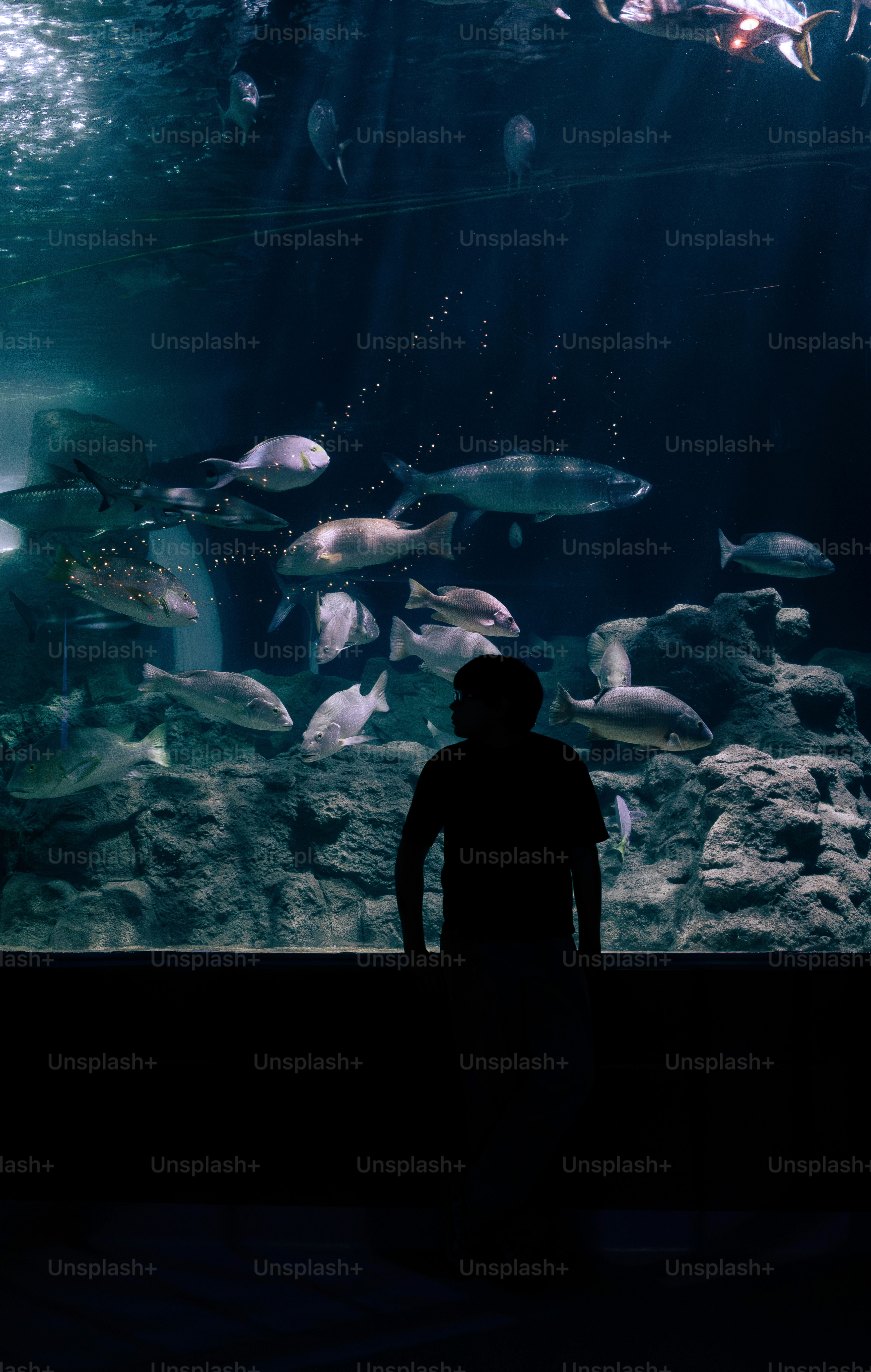 Silhouette of person watching fish in aquarium