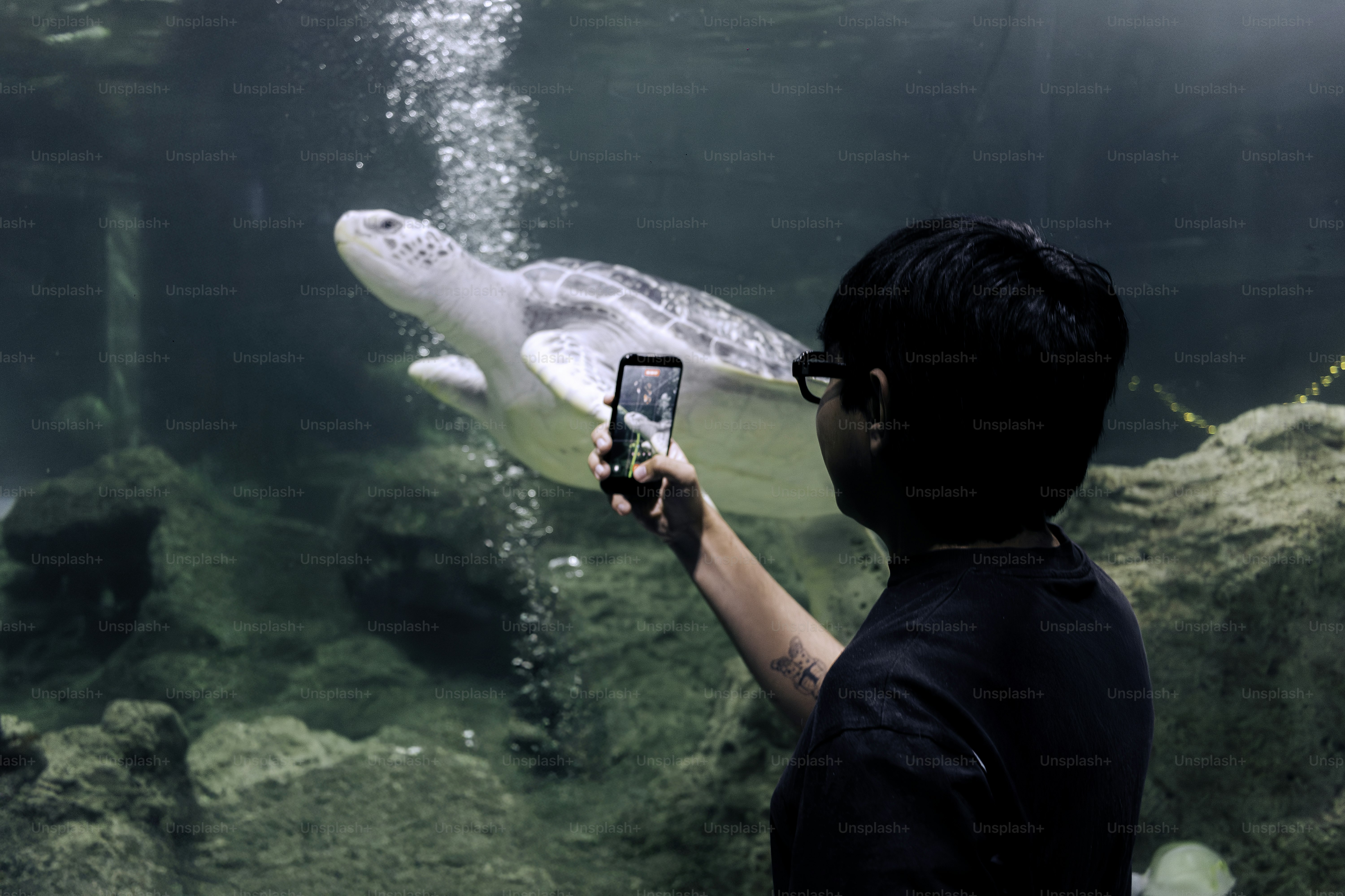 Person takes a picture of a sea turtle swimming.