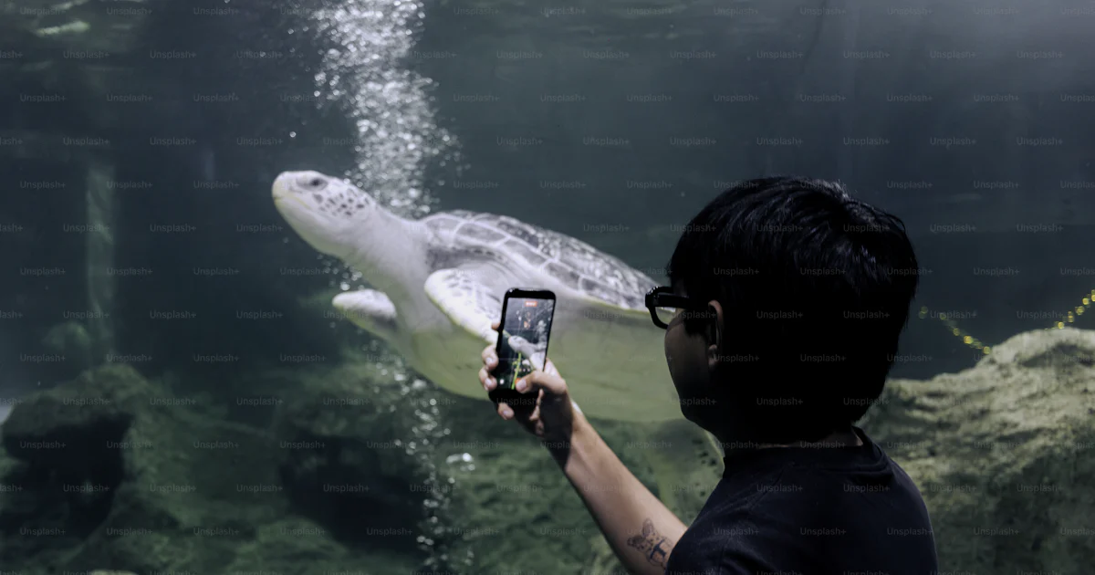 Person takes a picture of a sea turtle swimming. photo – Technology ...