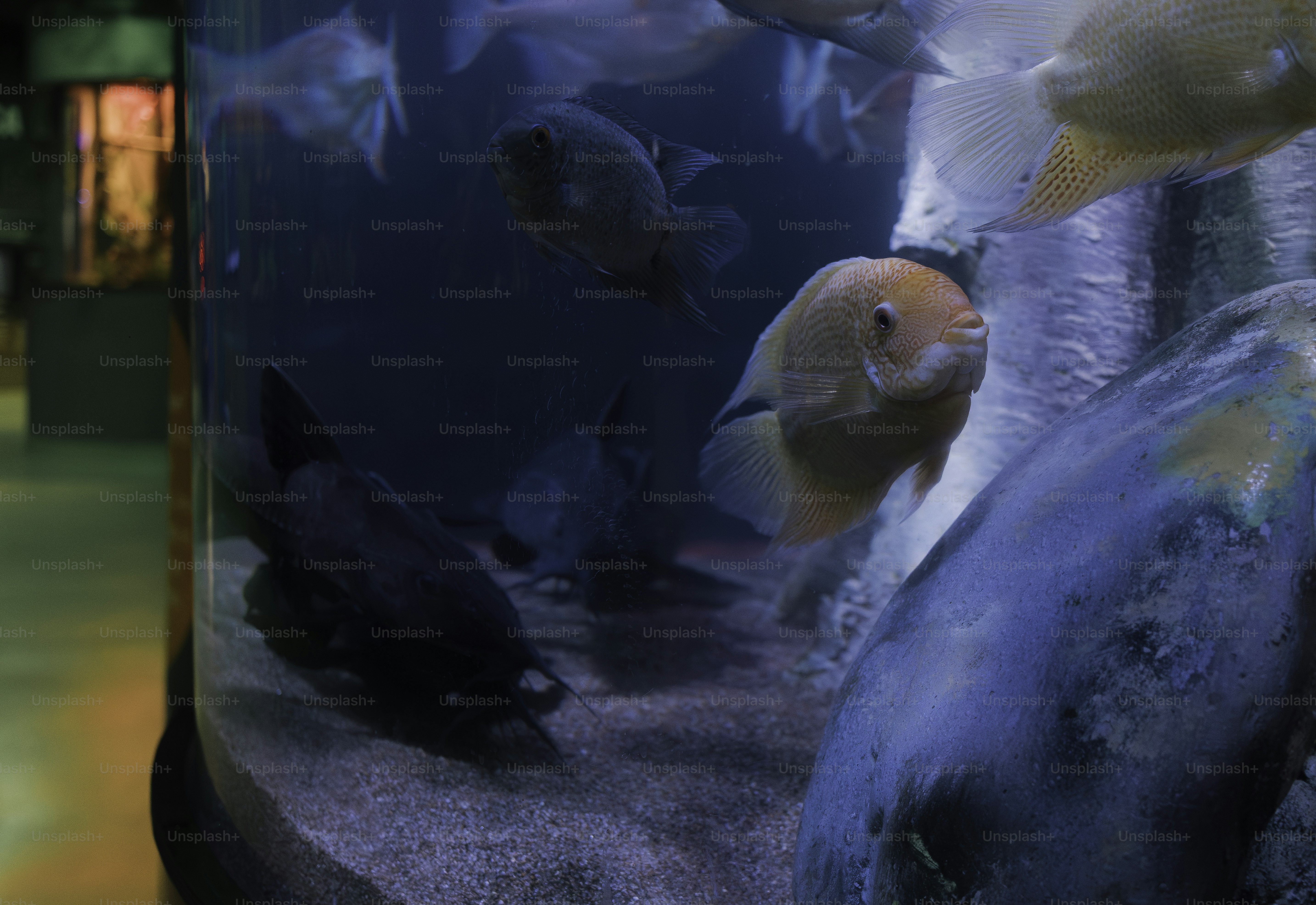 Varios peces nadan en un acuario tenuemente iluminado.