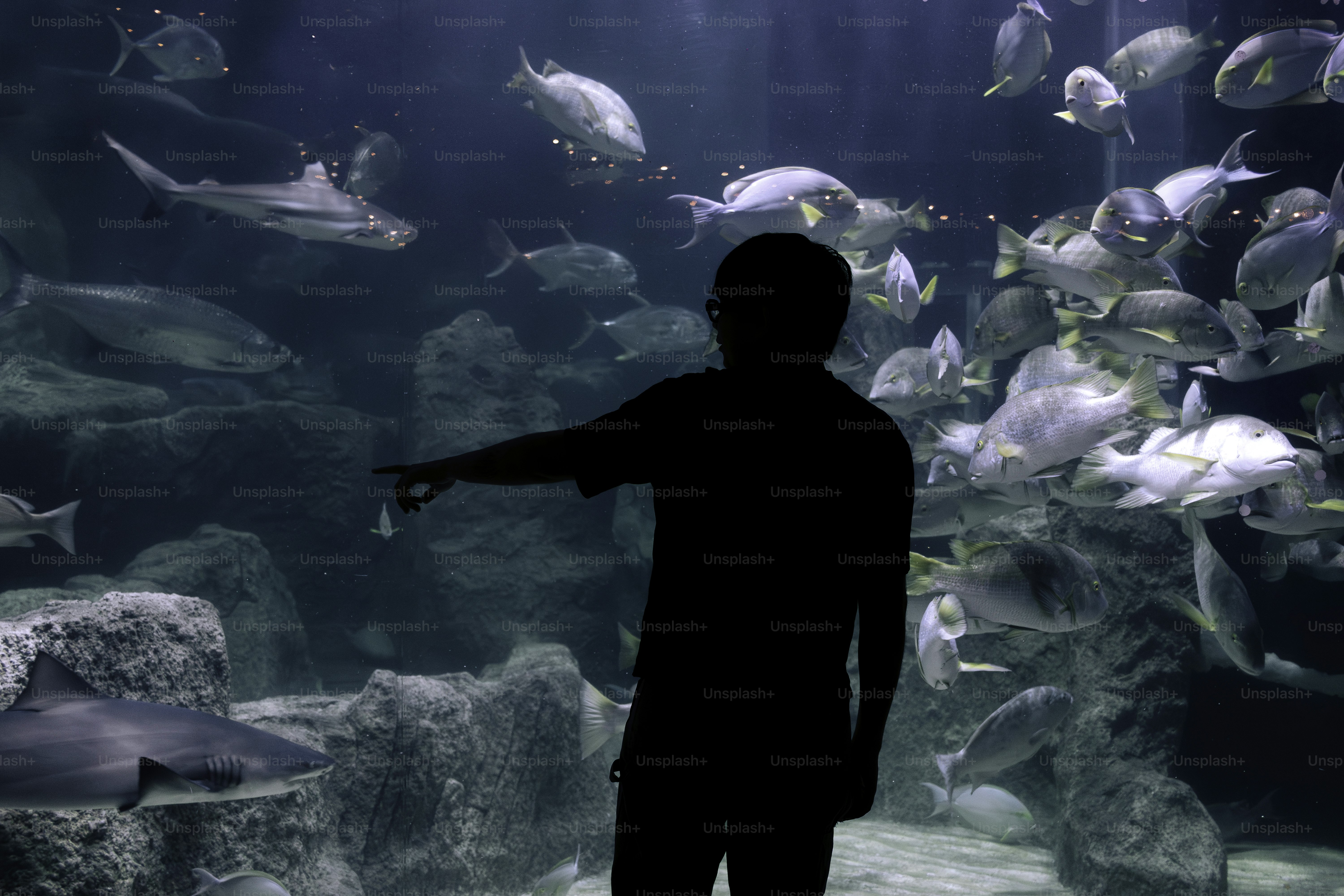 Siluet orang yang menunjuk ikan di akuarium