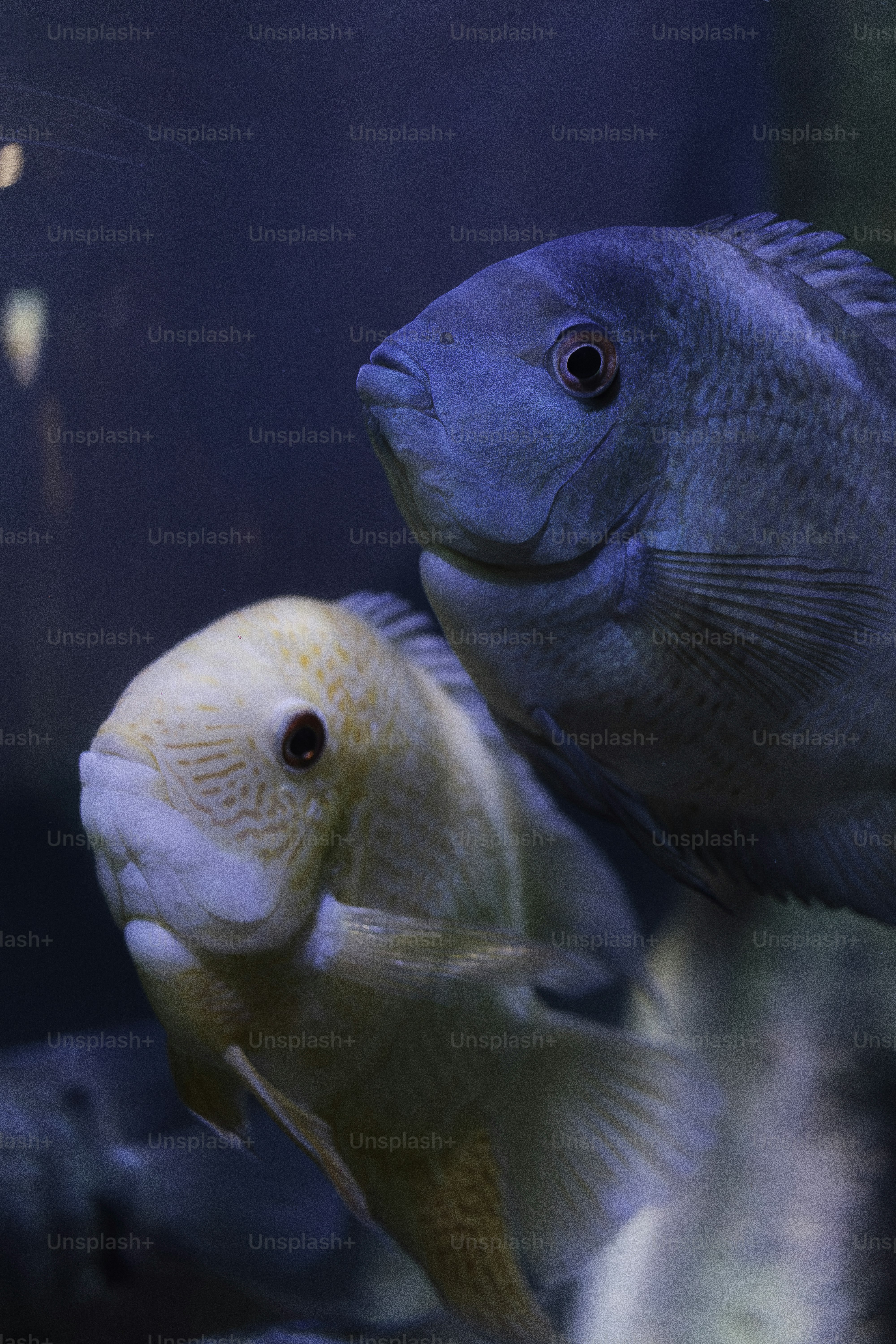 Dua ikan berwarna-warni berenang di air biru