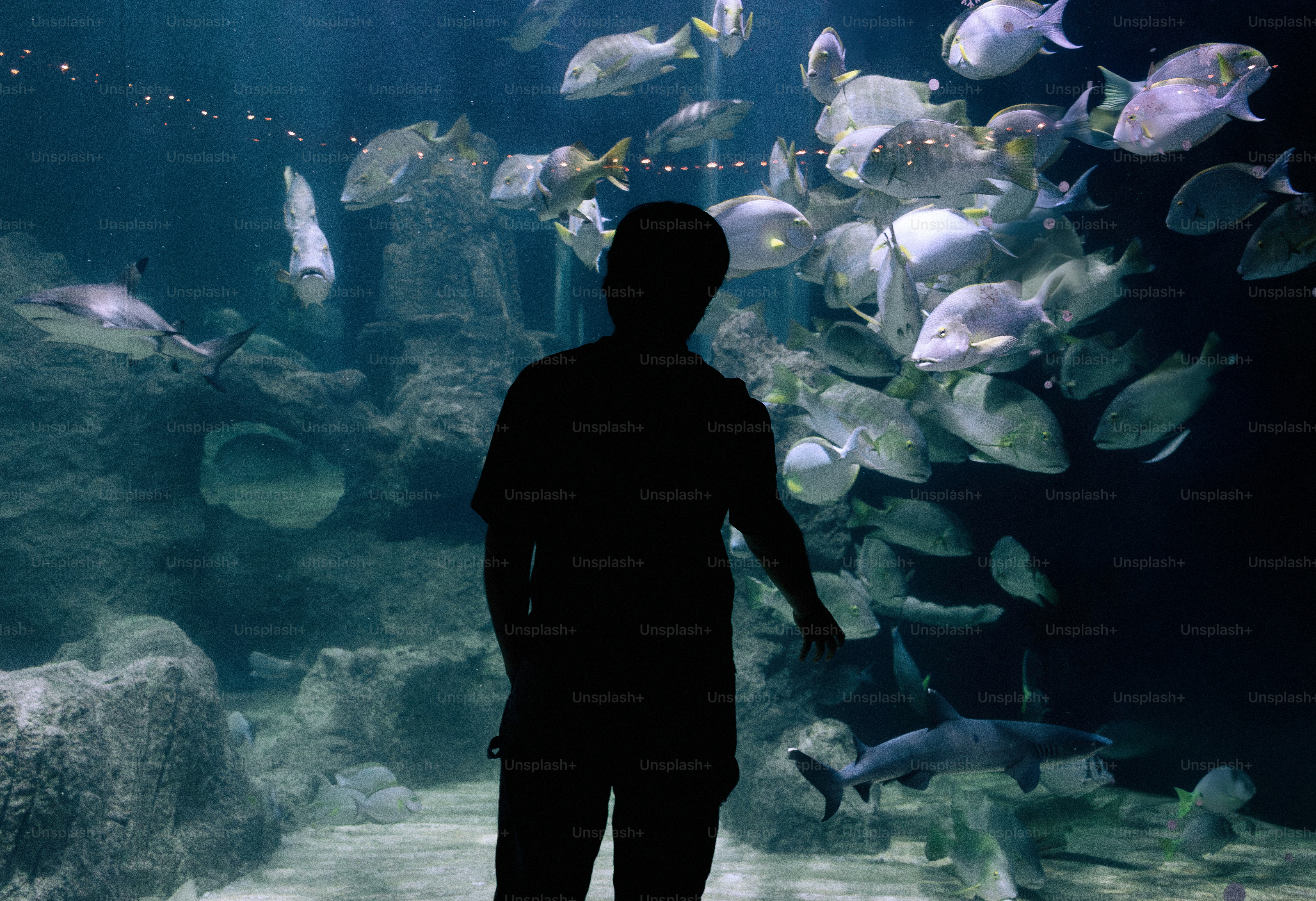 水槽で魚を見ている人のシルエット