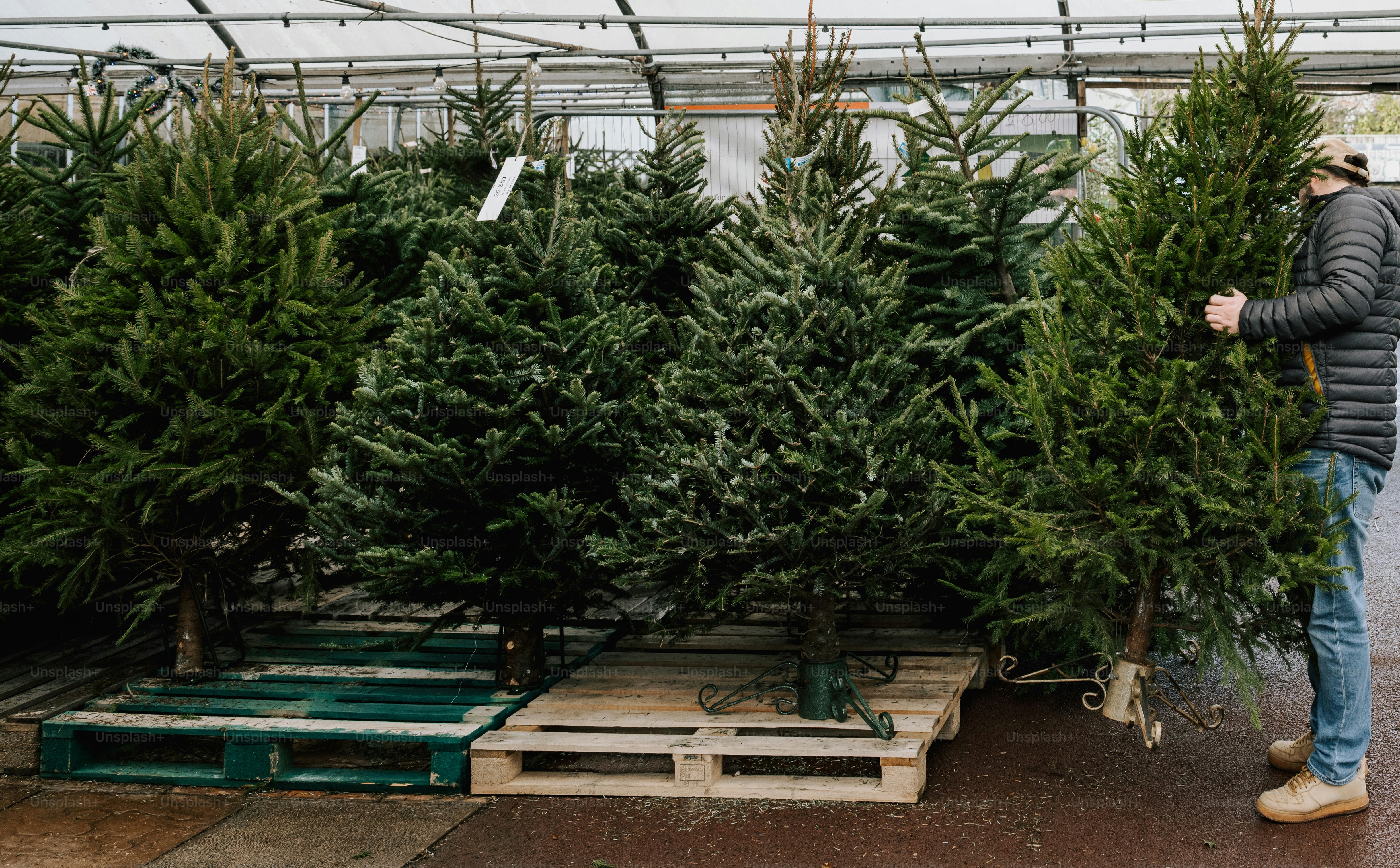 Man selecting a christmas tree at a nursery.