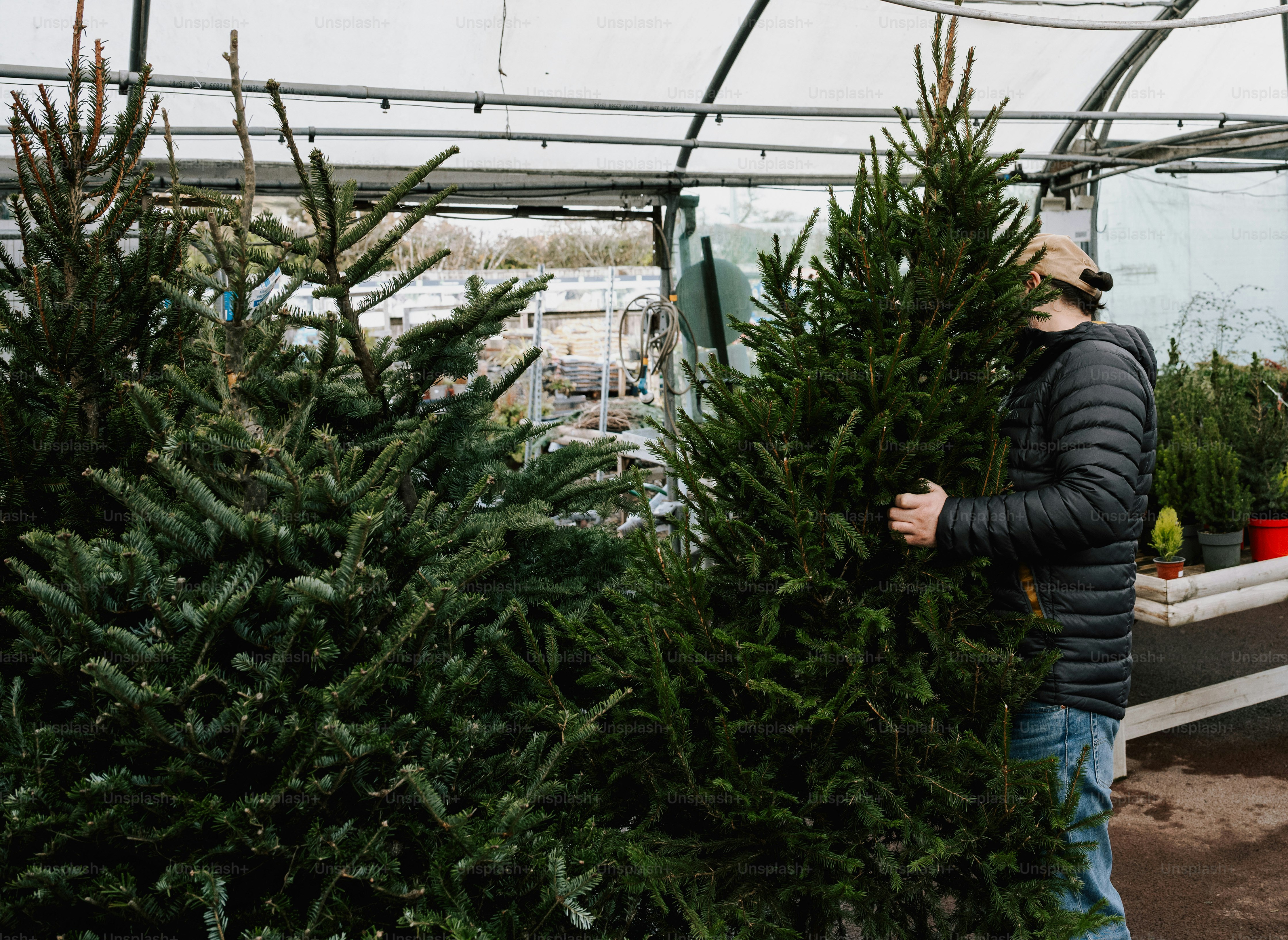 Man selecting a christmas tree in a greenhouse.
