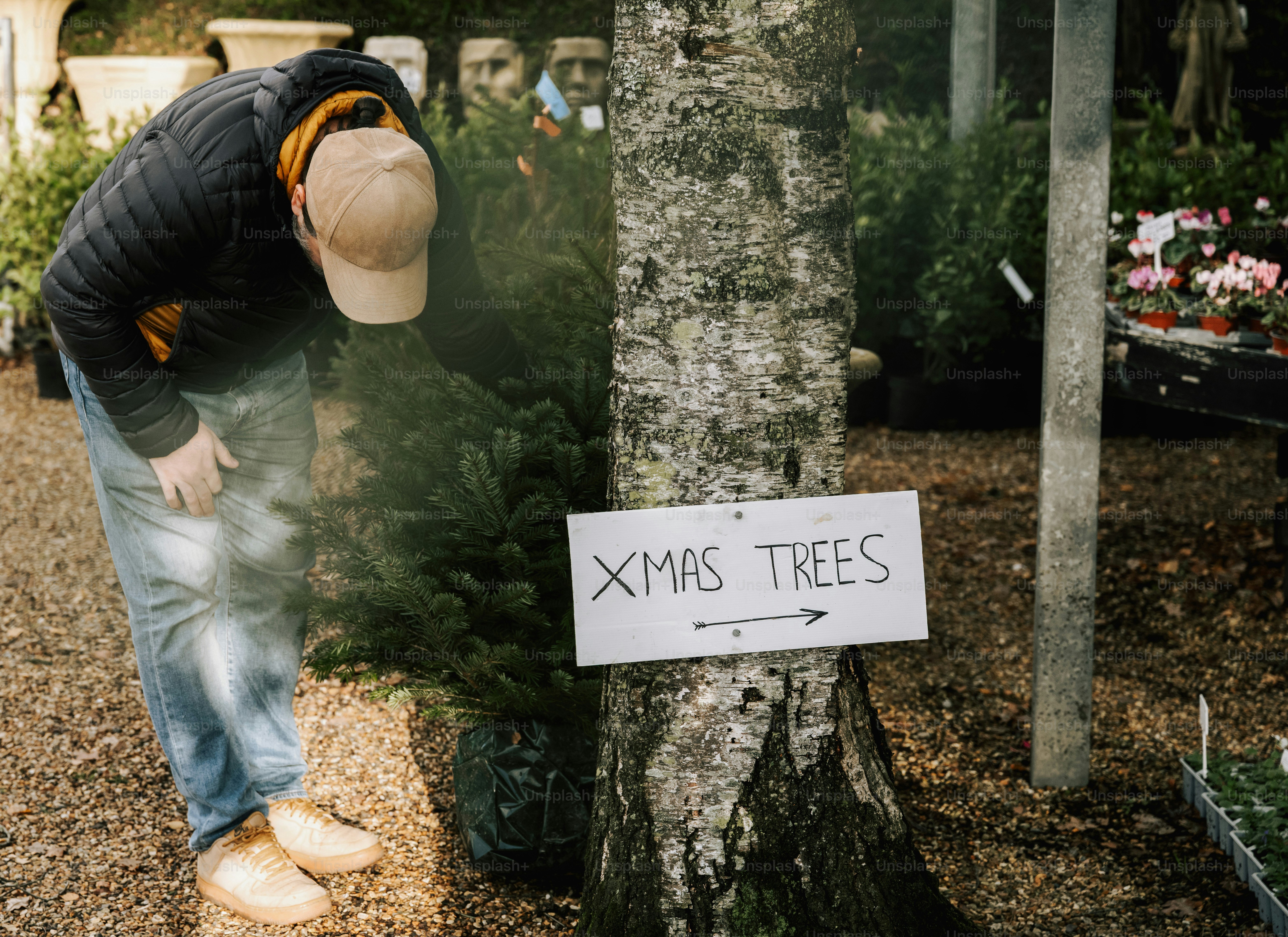 Man inspecting a christmas tree at a nursery.