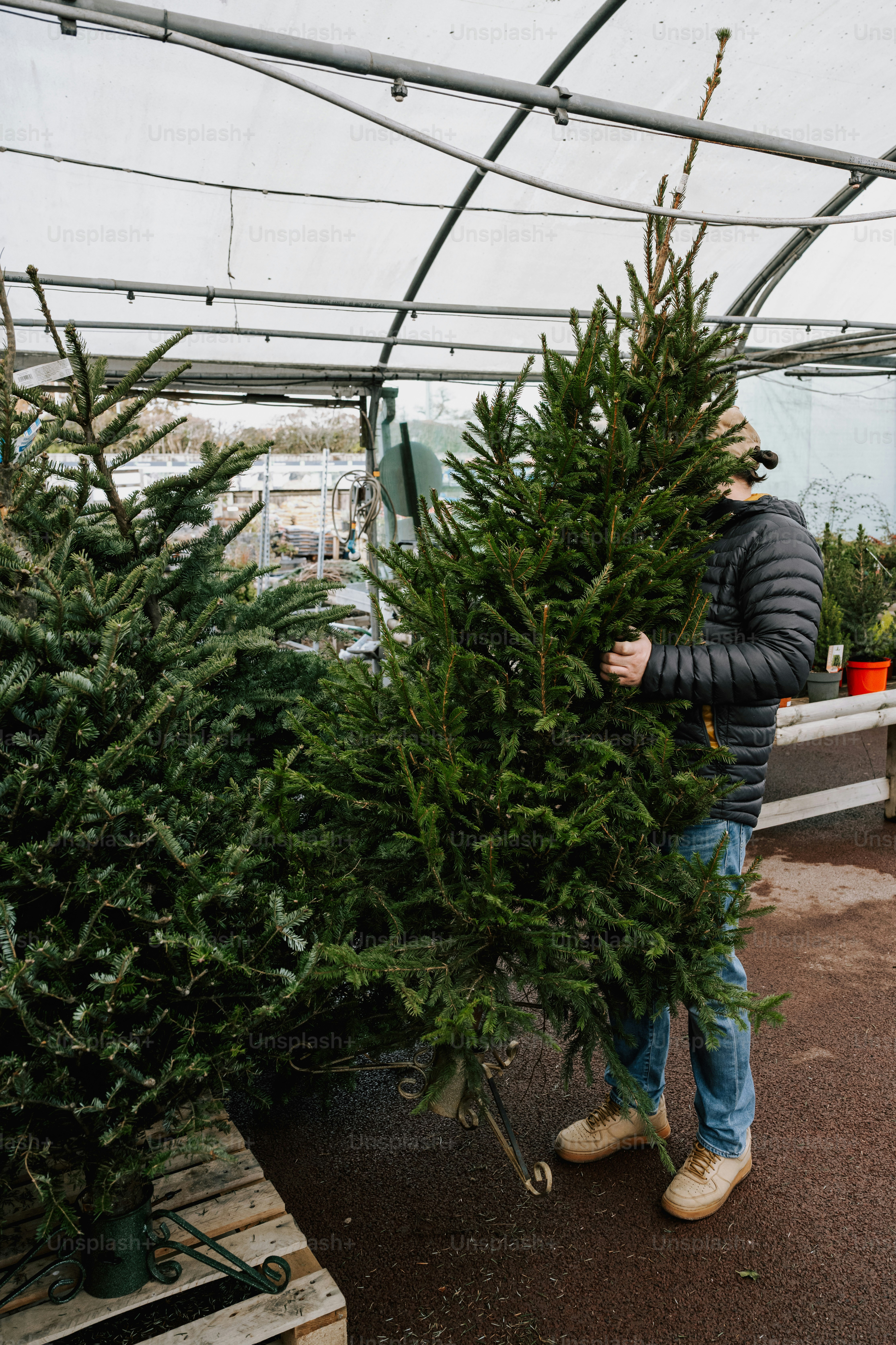 Man carrying a fresh christmas tree in a nursery