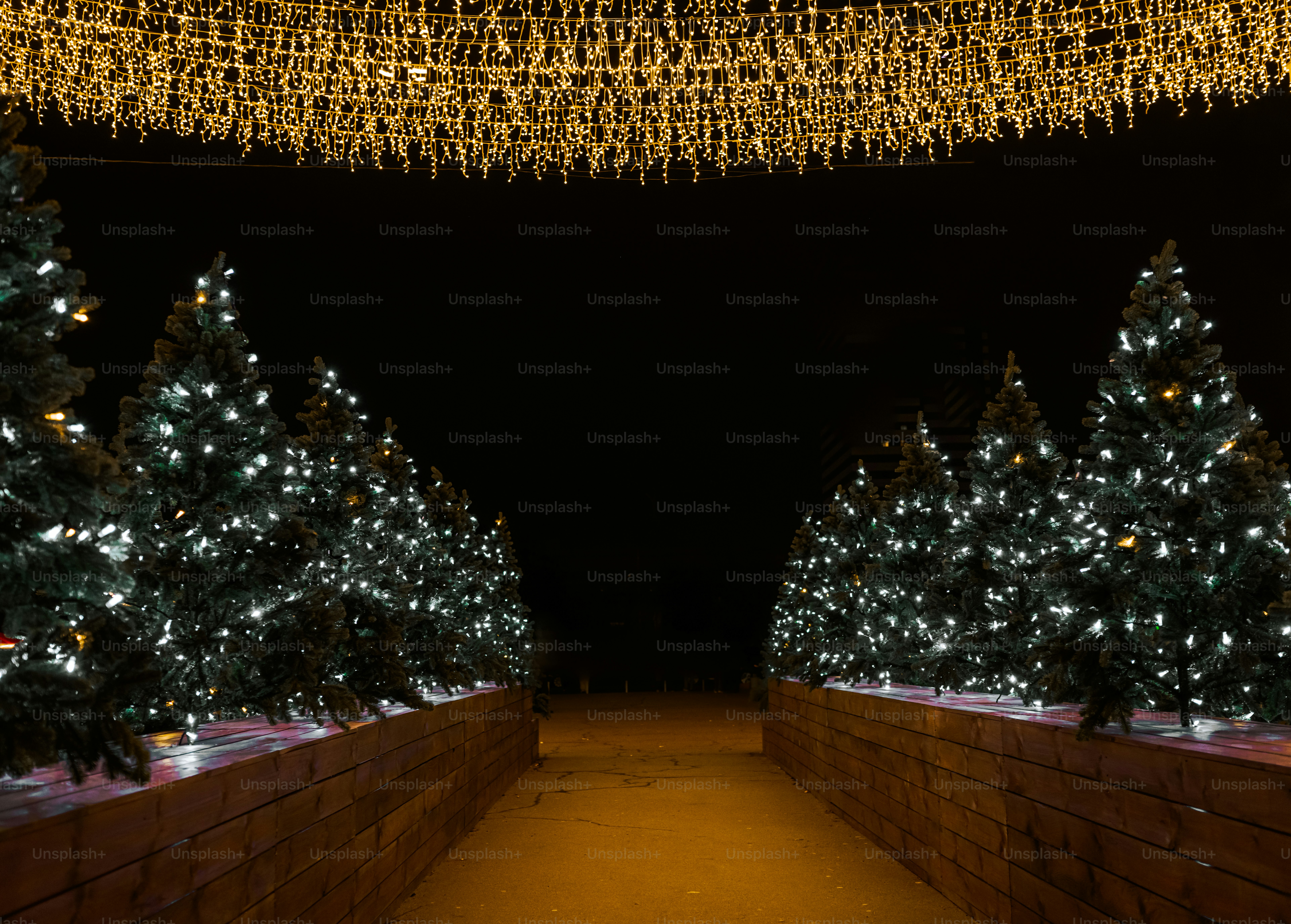 Christmas trees decorated with lights at night