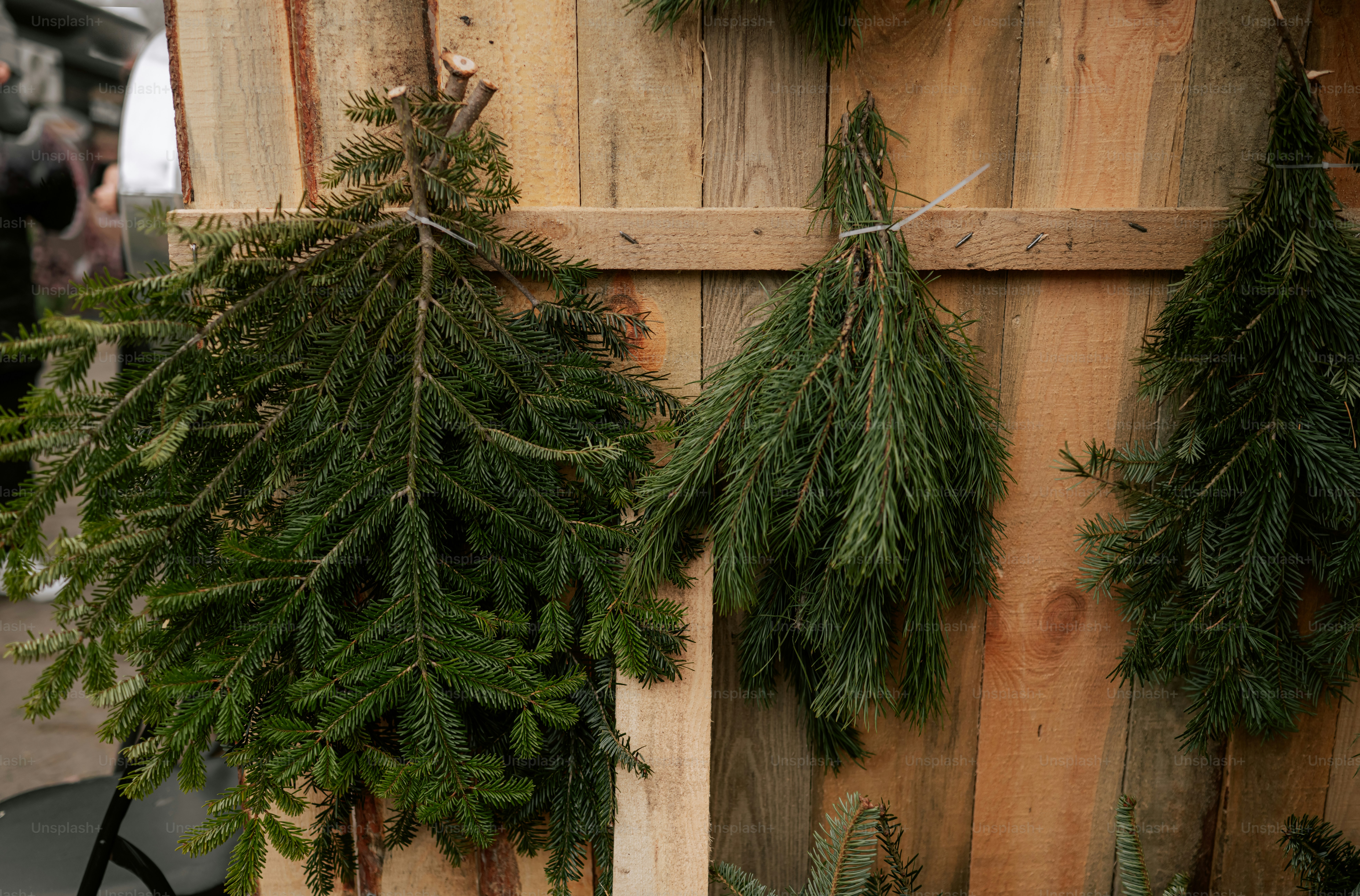 Bundles of evergreen branches hang on wooden wall.