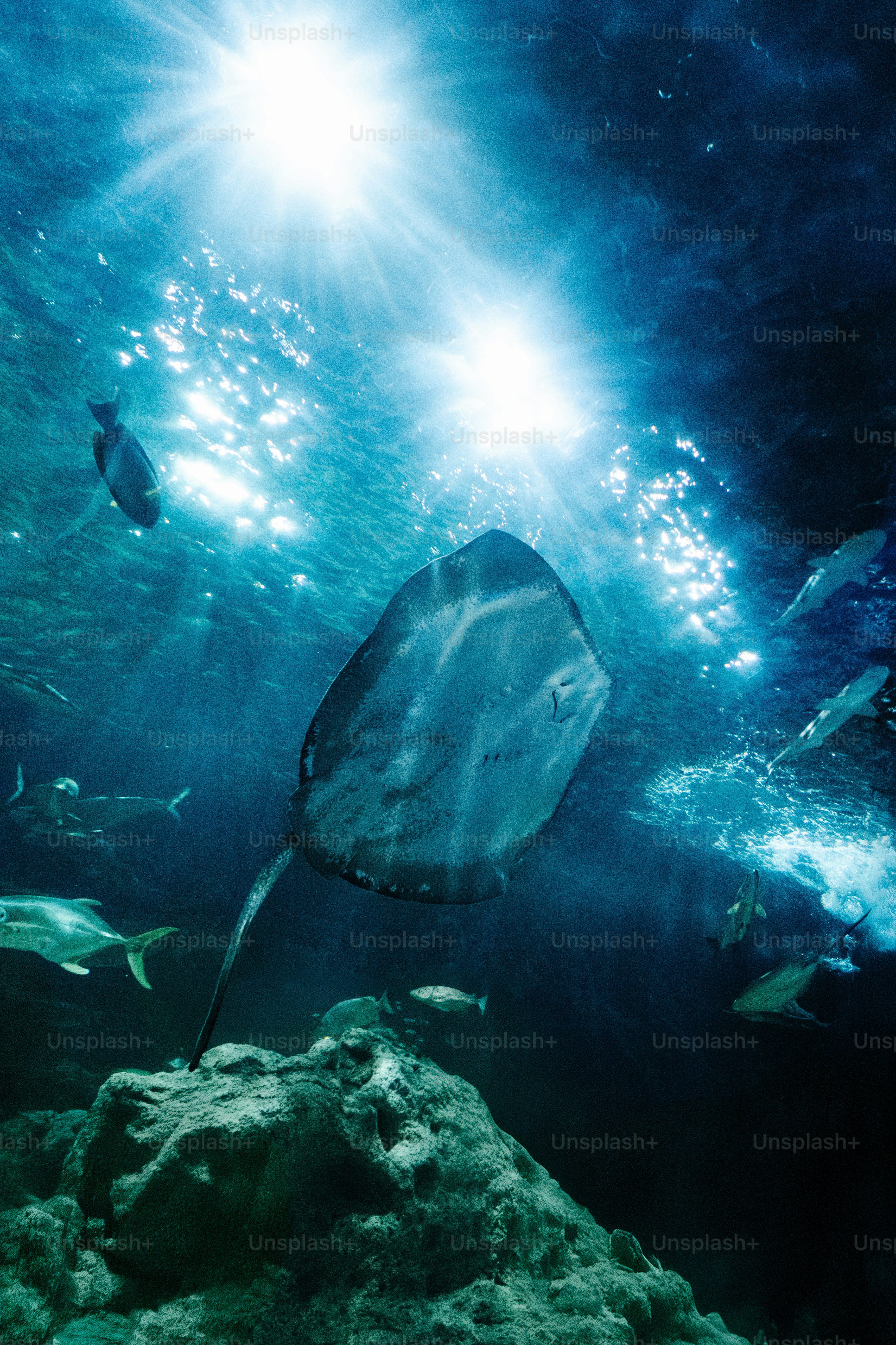 Seekor ikan pari besar berenang di air laut biru tua.