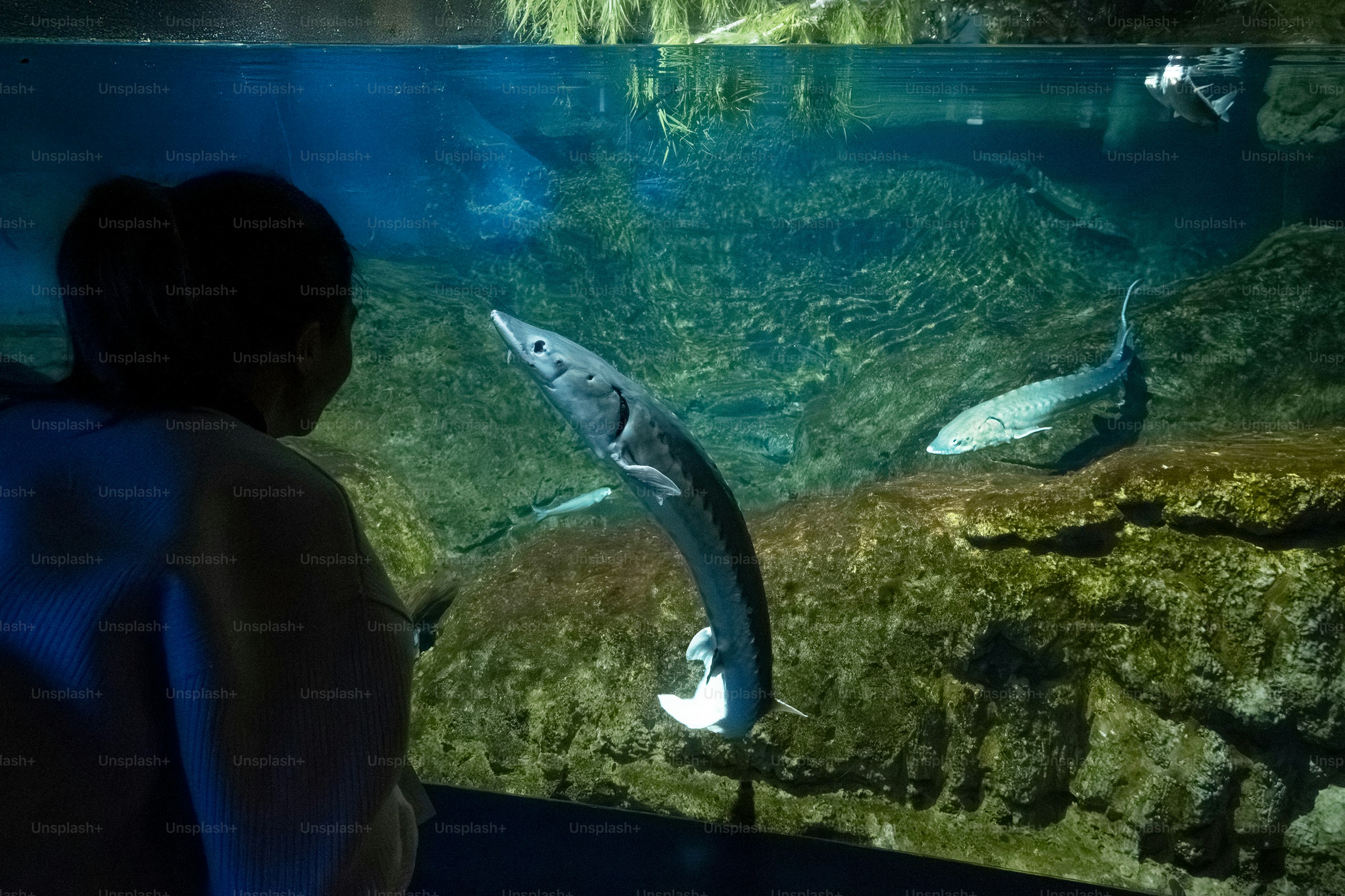Person watches sturgeon swimming in aquarium