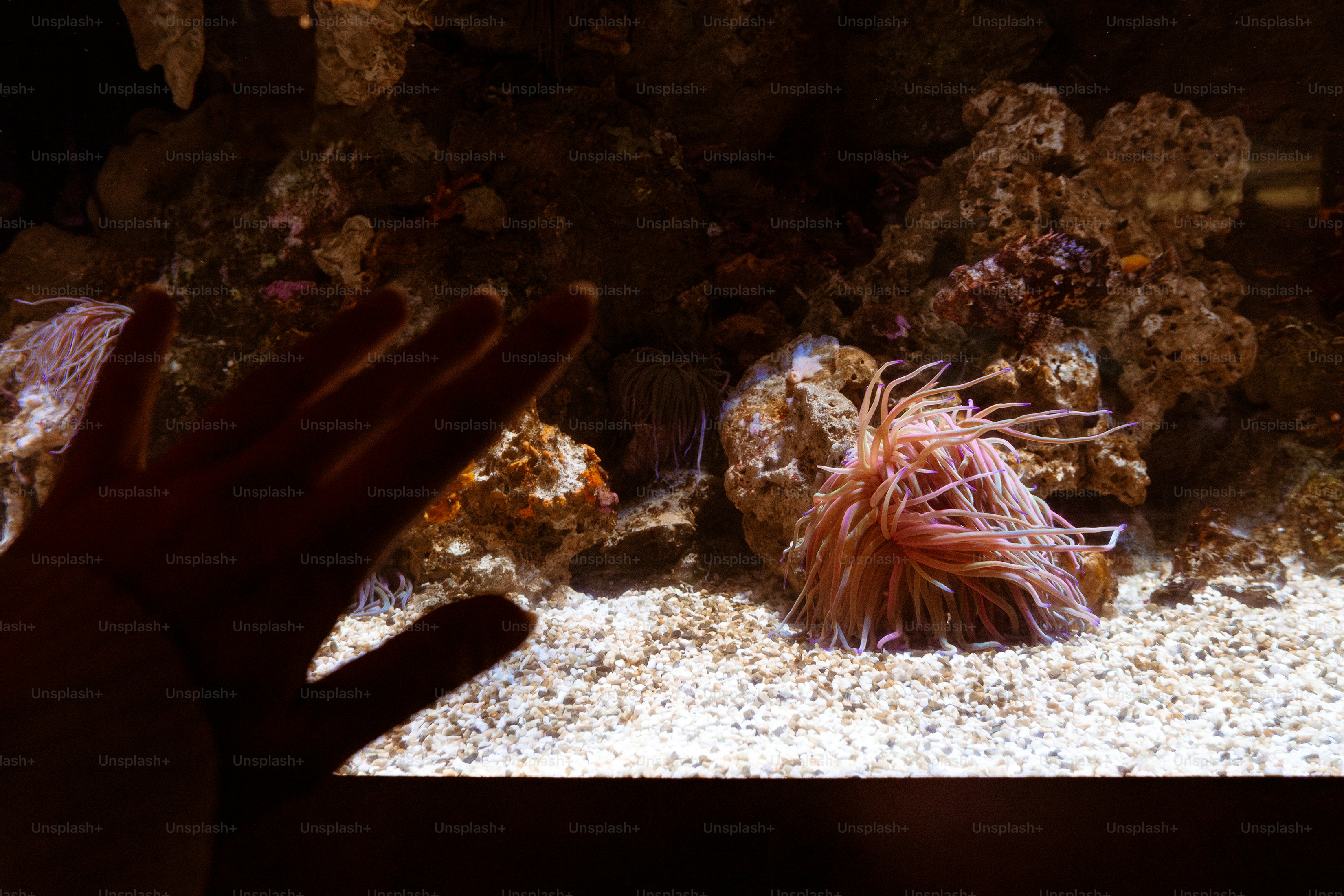 Hand pointing at stingrays and fish in aquarium photo – Education Image ...
