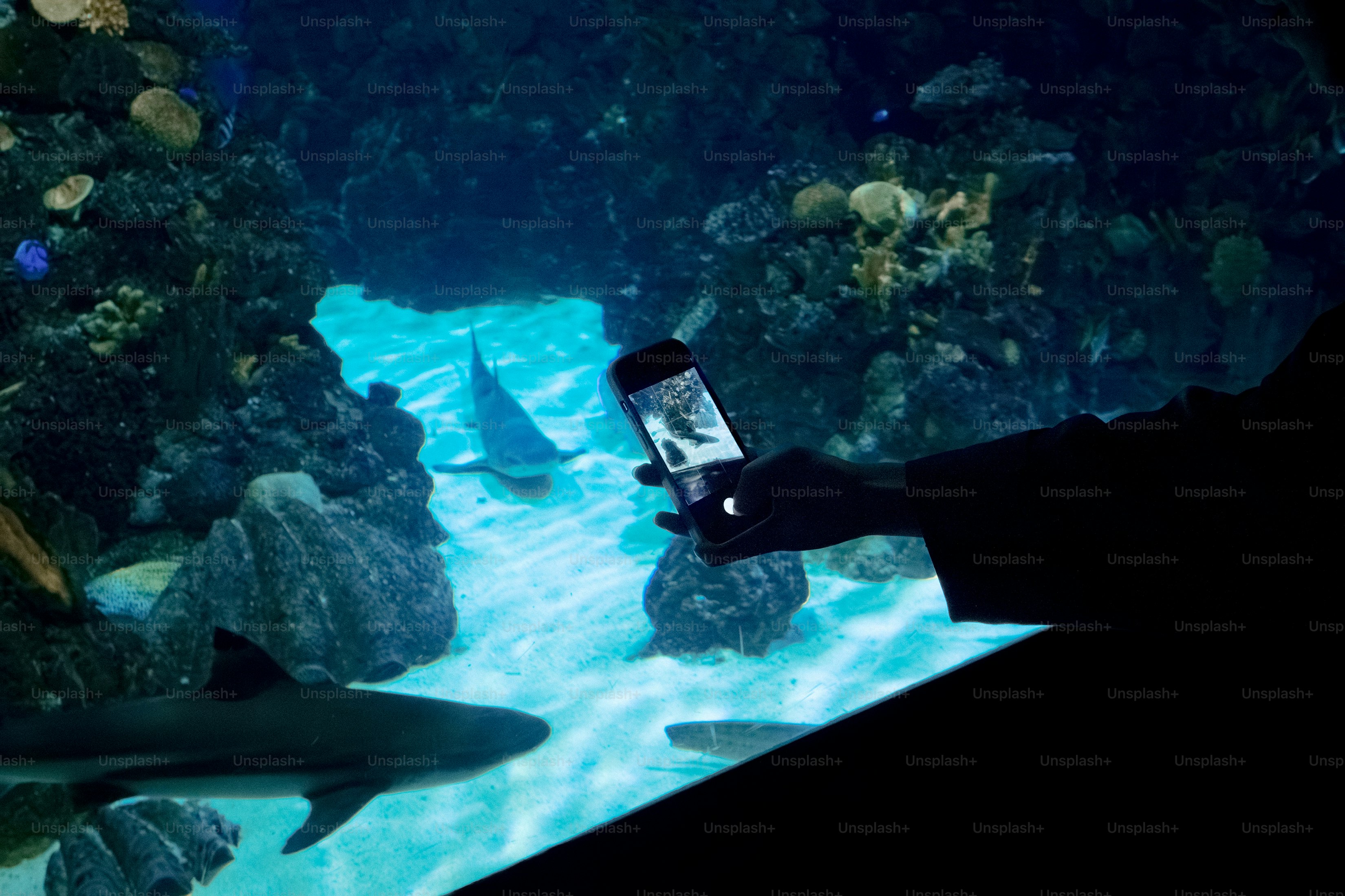 Person taking a picture of sharks in aquarium.