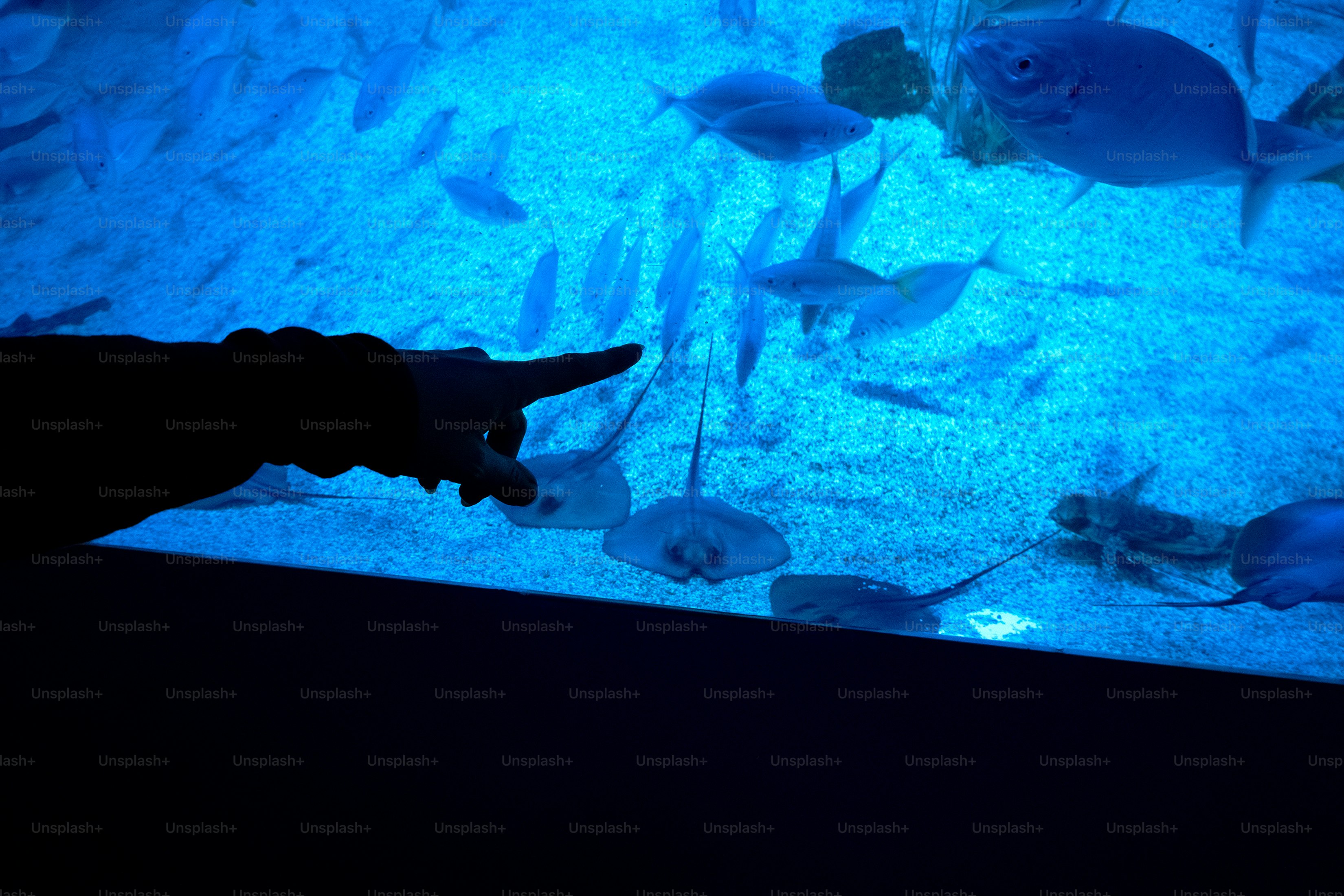 Hand pointing at stingrays and fish in aquarium