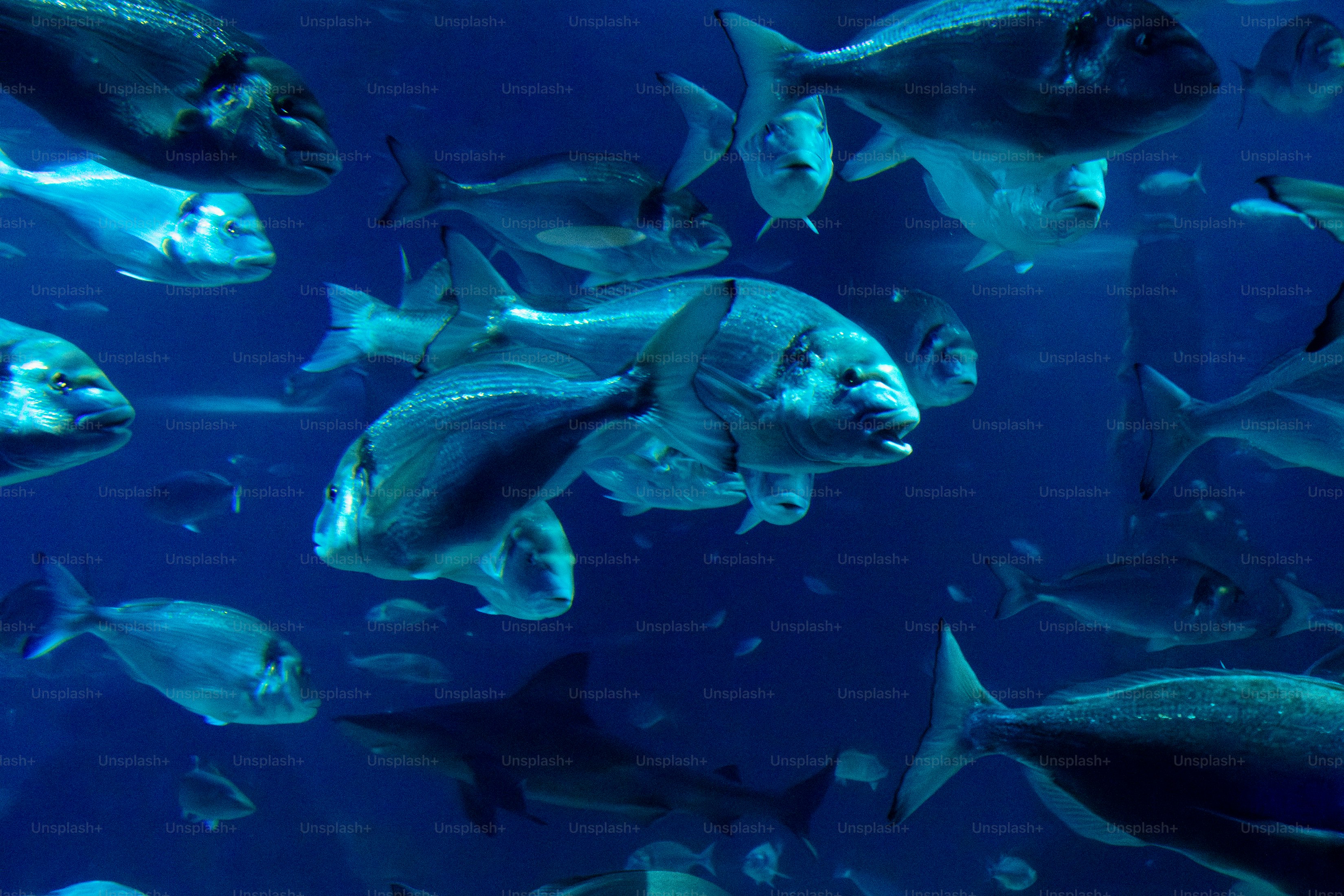 Sekumpulan ikan berenang di air biru tua.