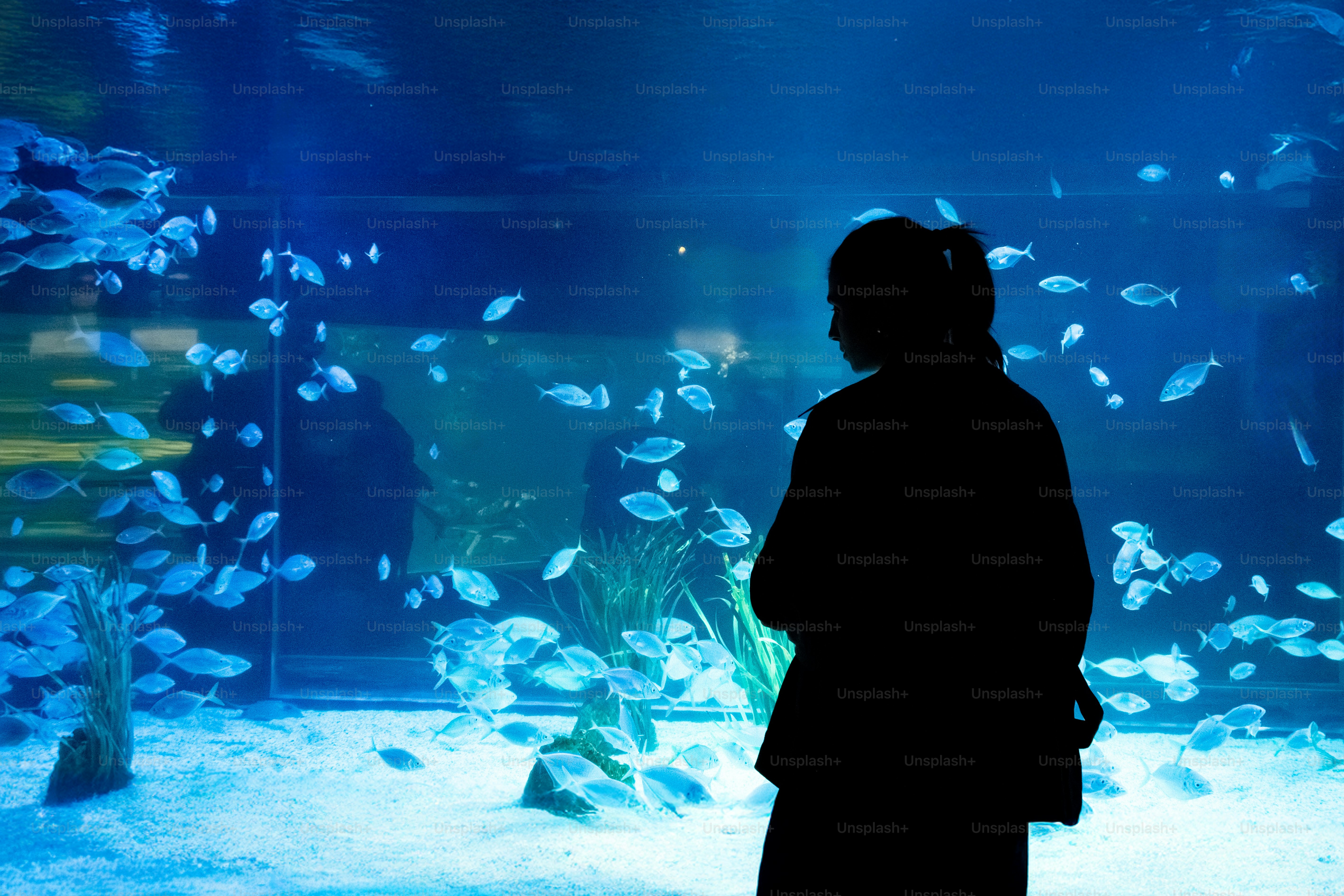 Silhouette of person watching fish in aquarium.