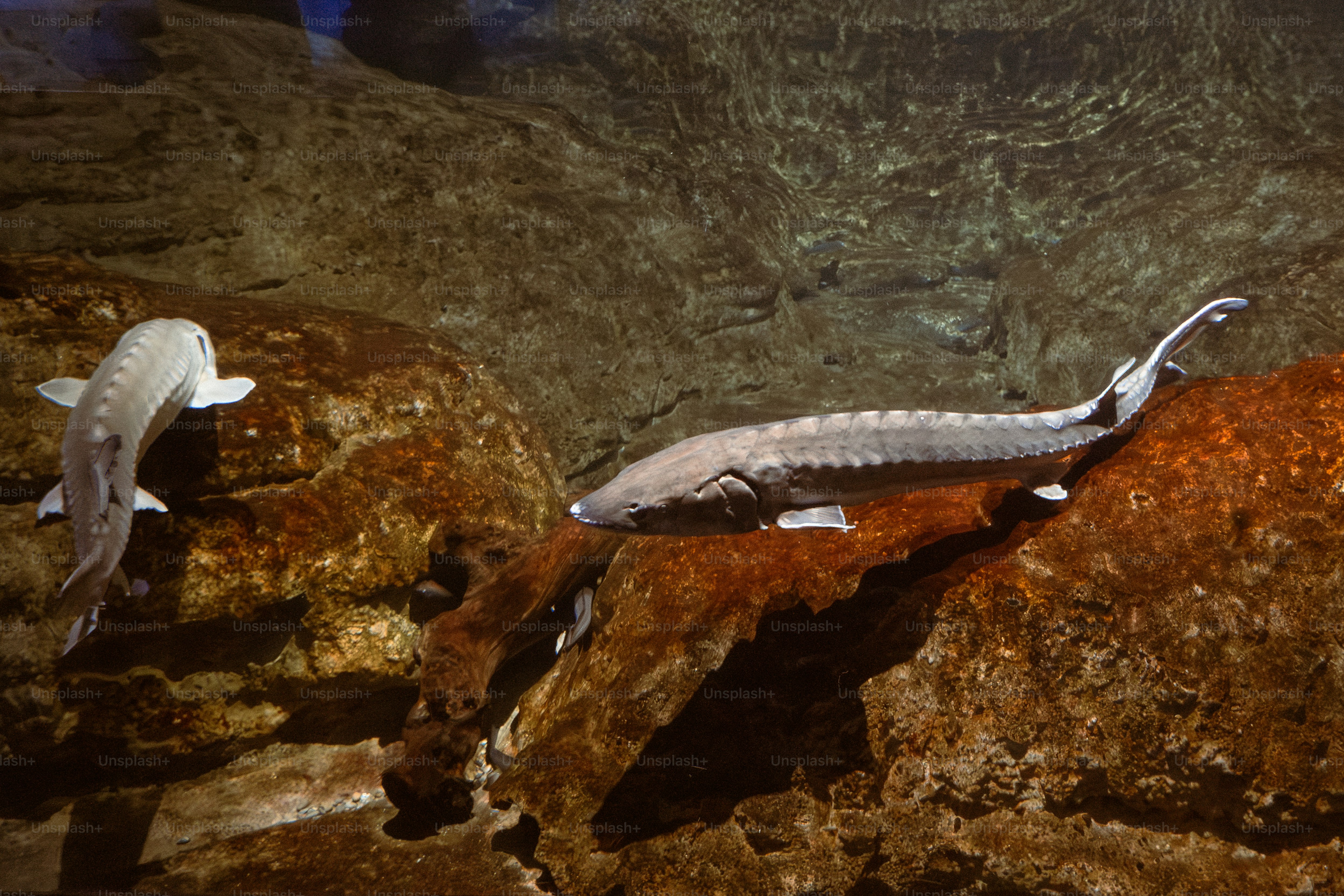 Two sturgeon fish swim near rocks underwater.