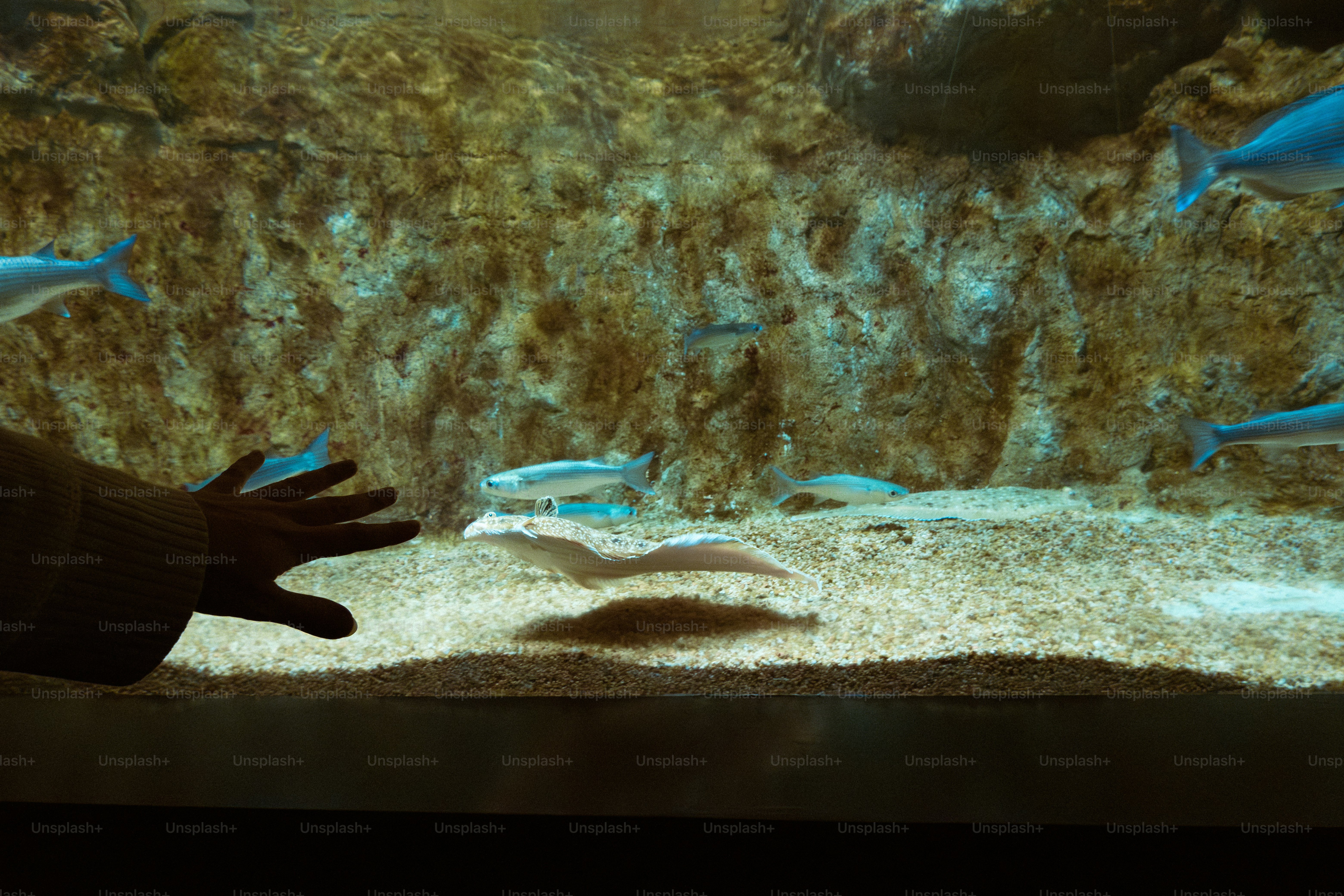 Fish swimming in a sandy aquarium with rocky background.