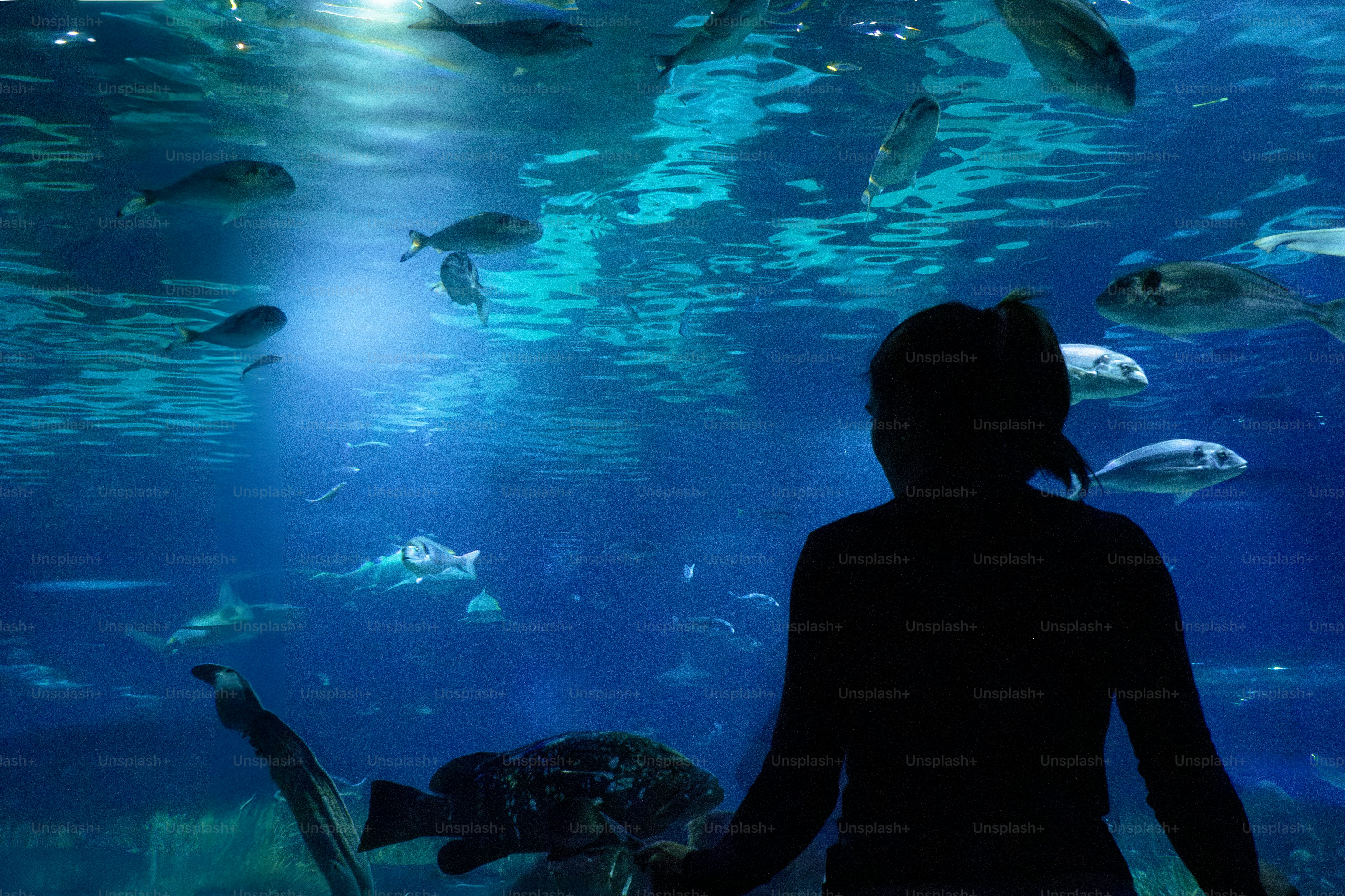 Siluet orang yang mengamati ikan di akuarium