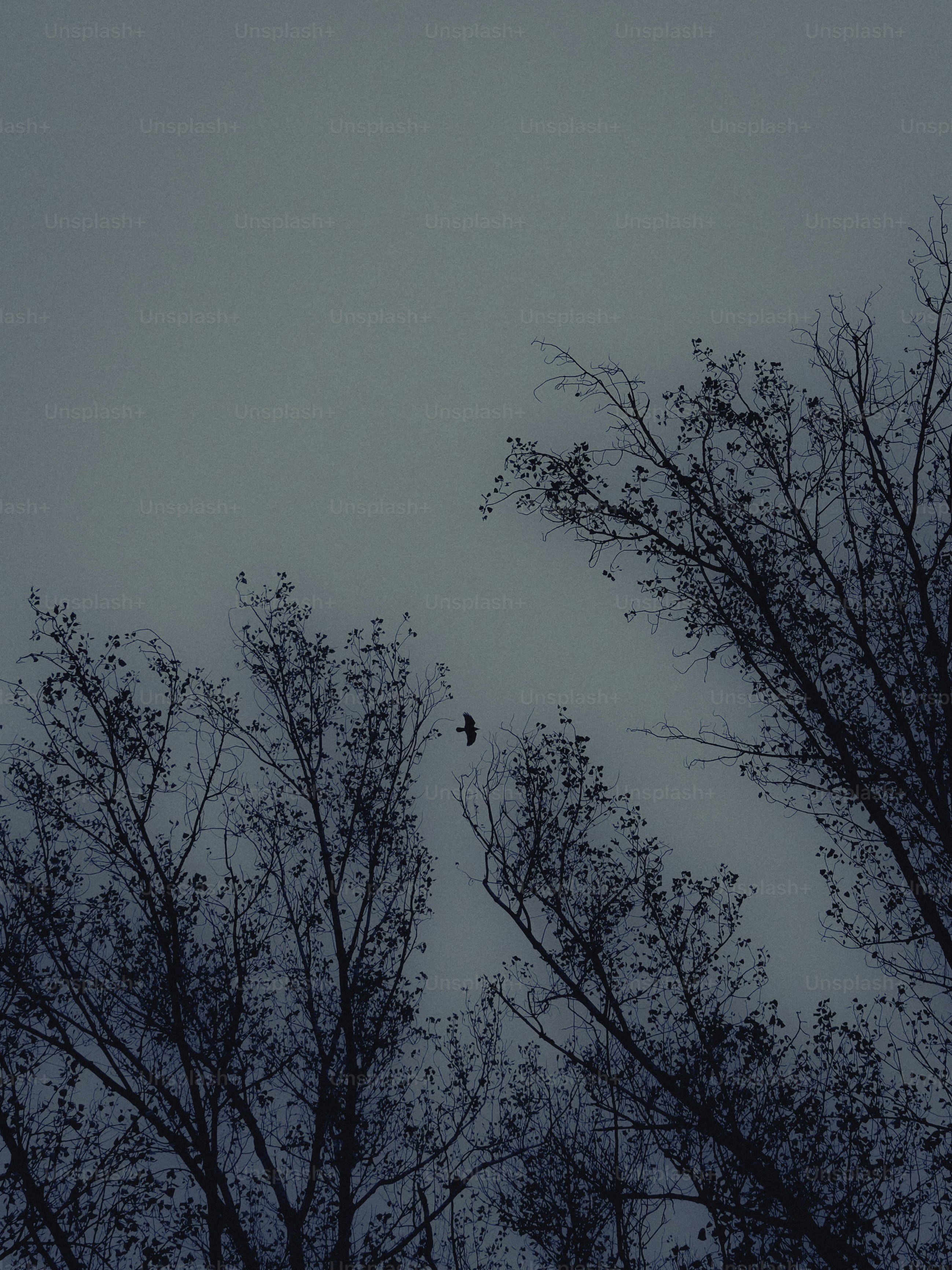 Nackte Äste vor einem wolkigen Himmel mit einem Vogel.