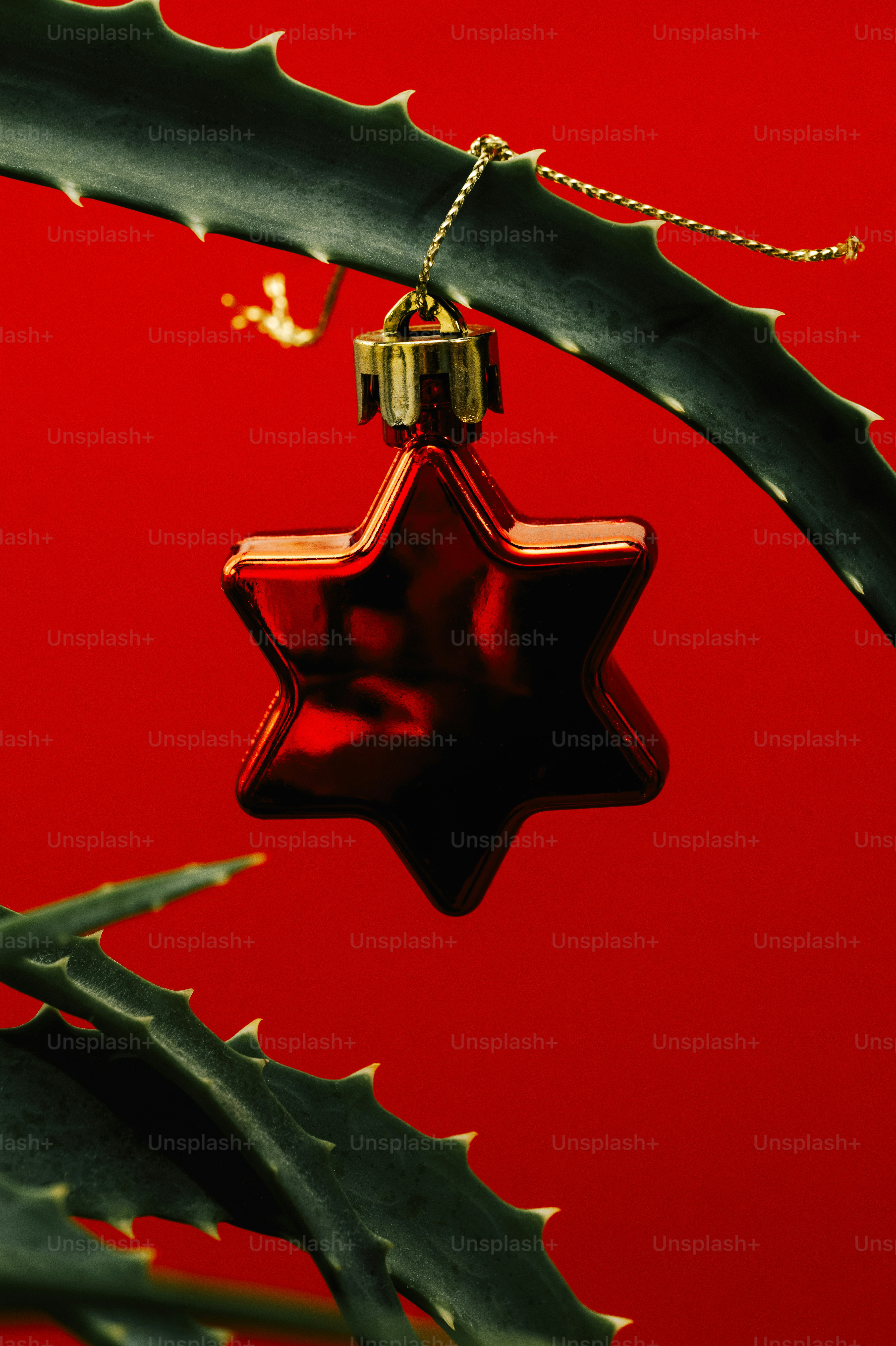Red star ornament hangs on aloe vera plant