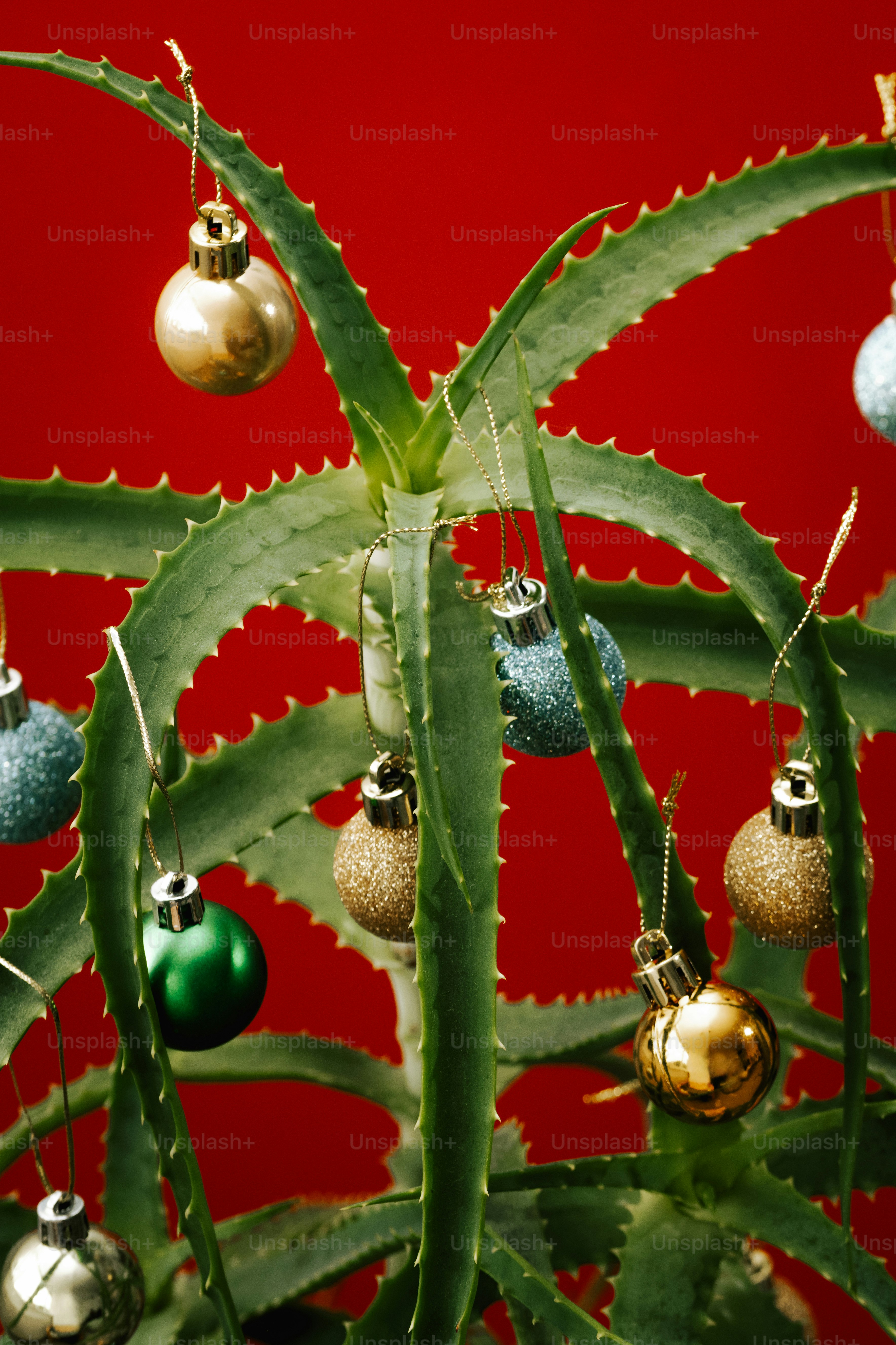 Aloe vera plant decorated with small christmas ornaments