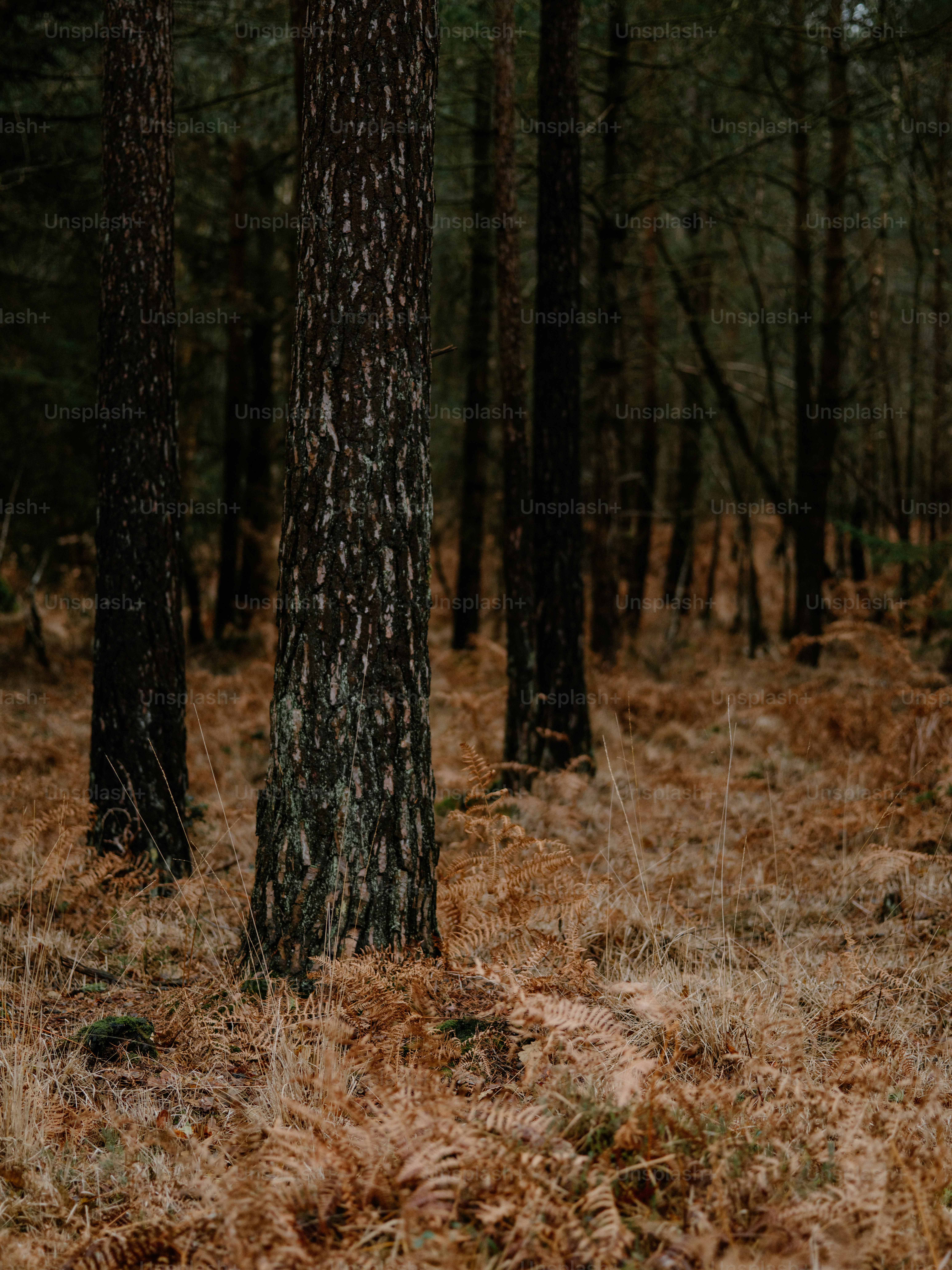 Hohe Bäume in einem Wald mit trockenen Farnen