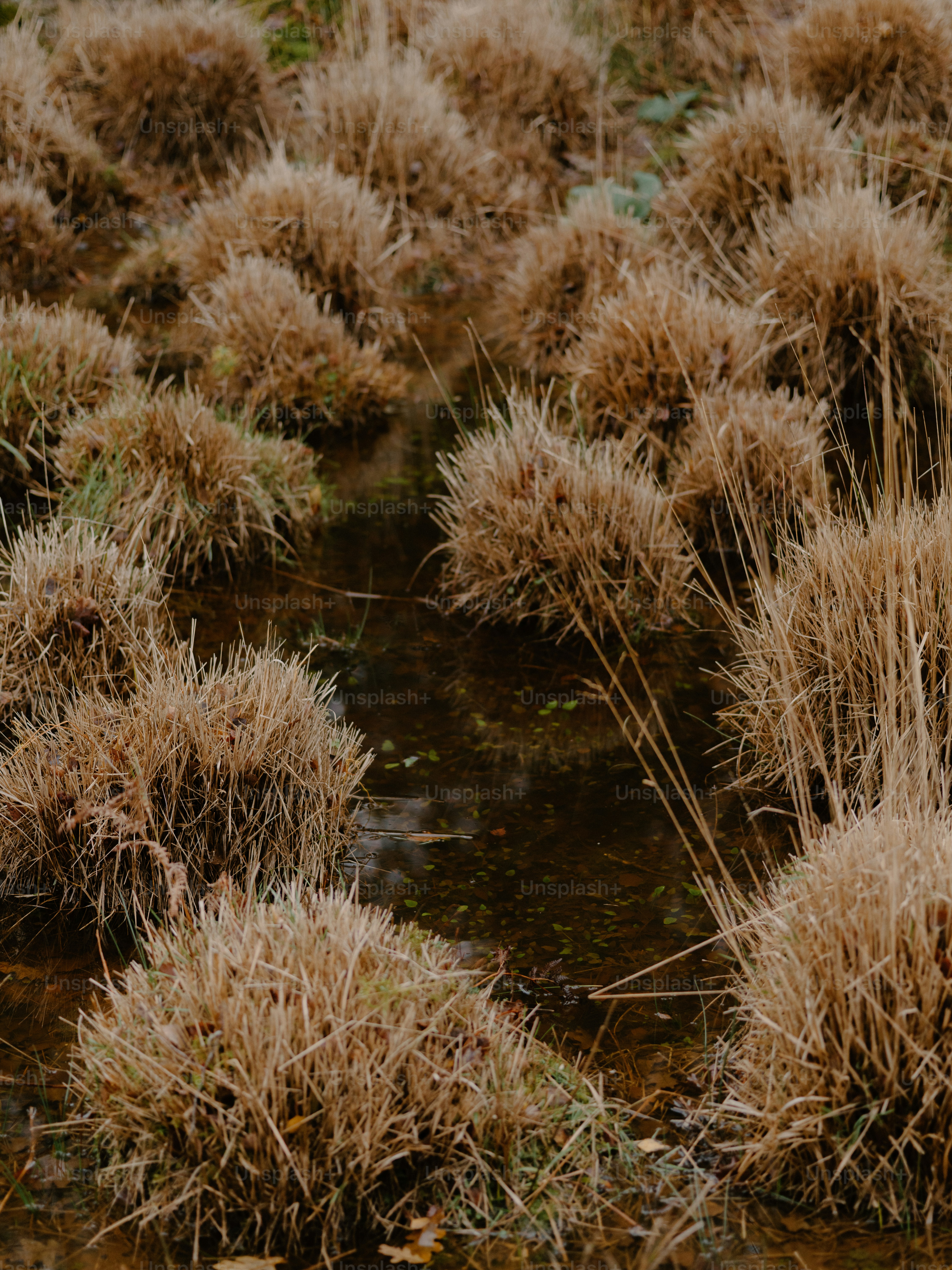 Büschel trockenen Grases, die in flachem Wasser wachsen.