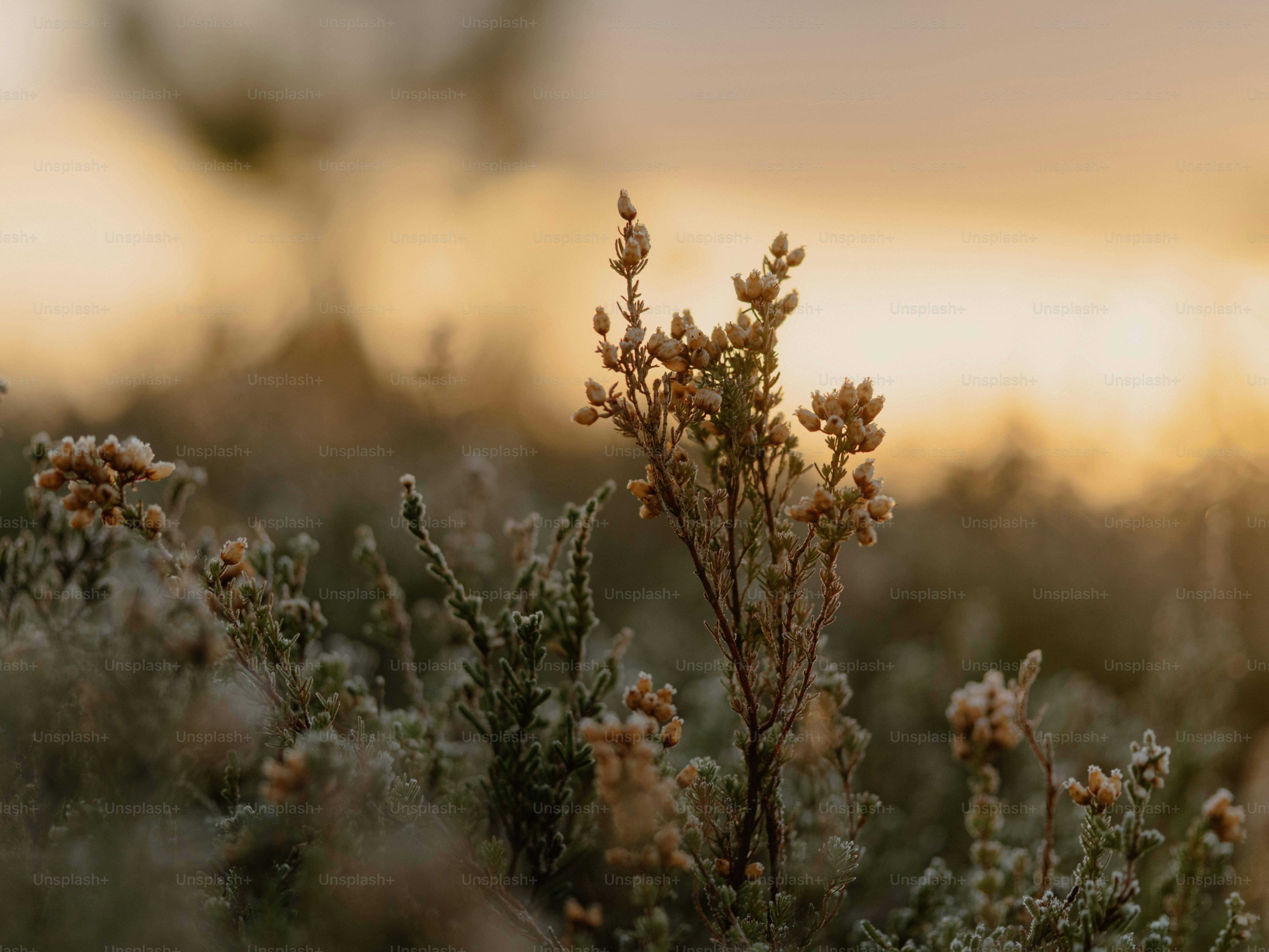 Plantas geladas sob a suave luz dourada da manhã