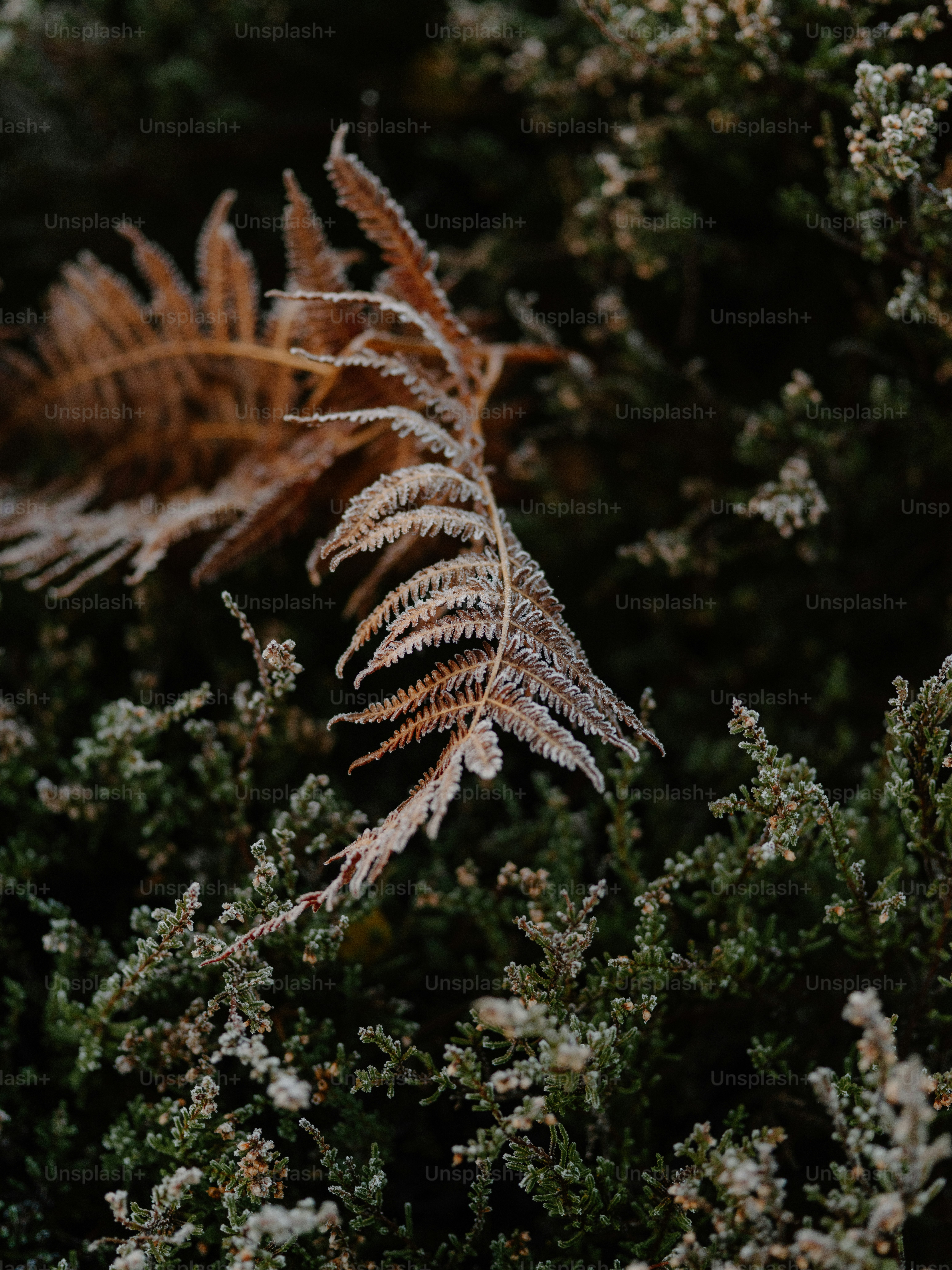 Dry ferns and green foliage in close-up - Photo on Unsplash+