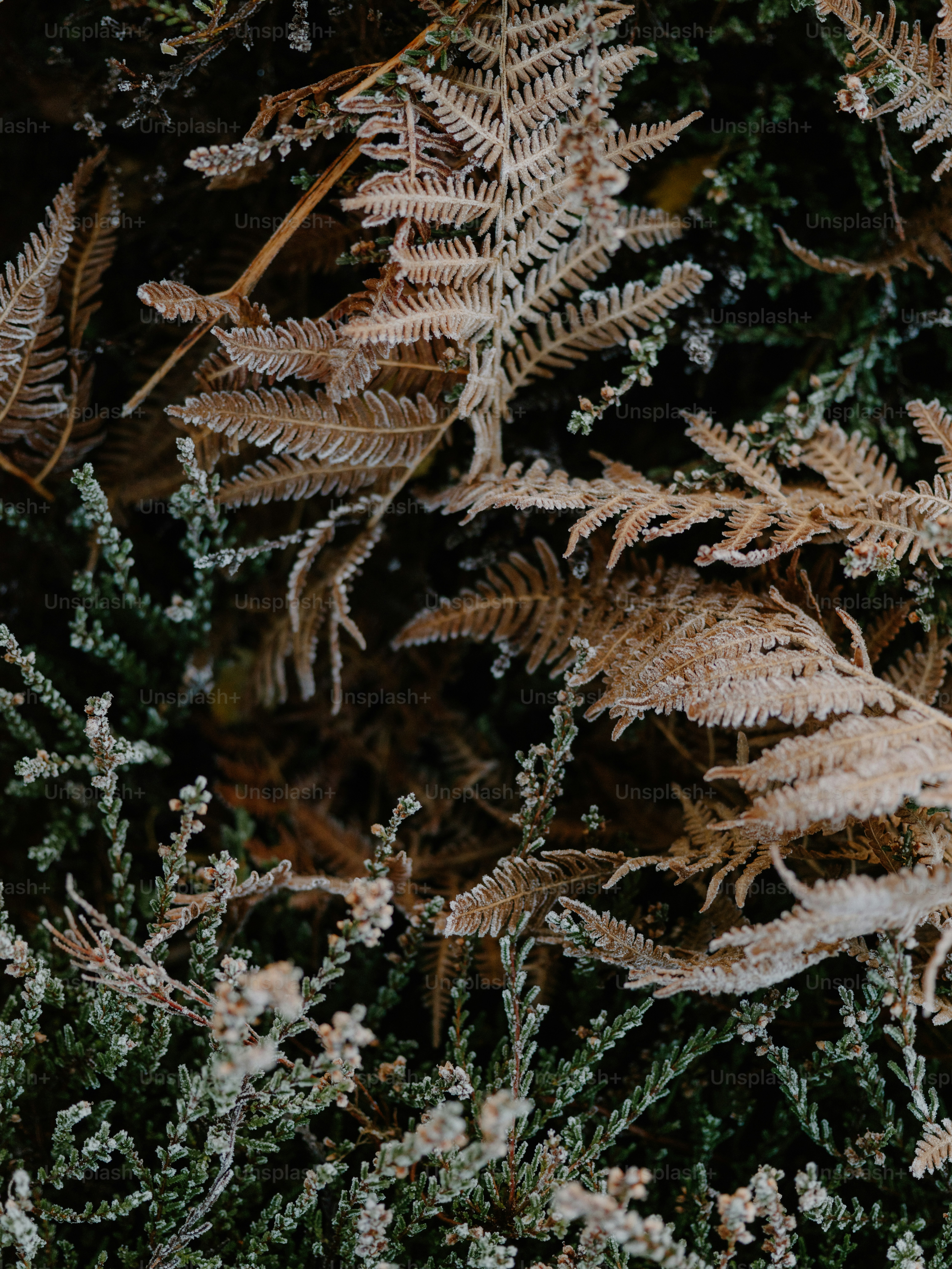 Dry ferns and green foliage in close-up - Photo on Unsplash+