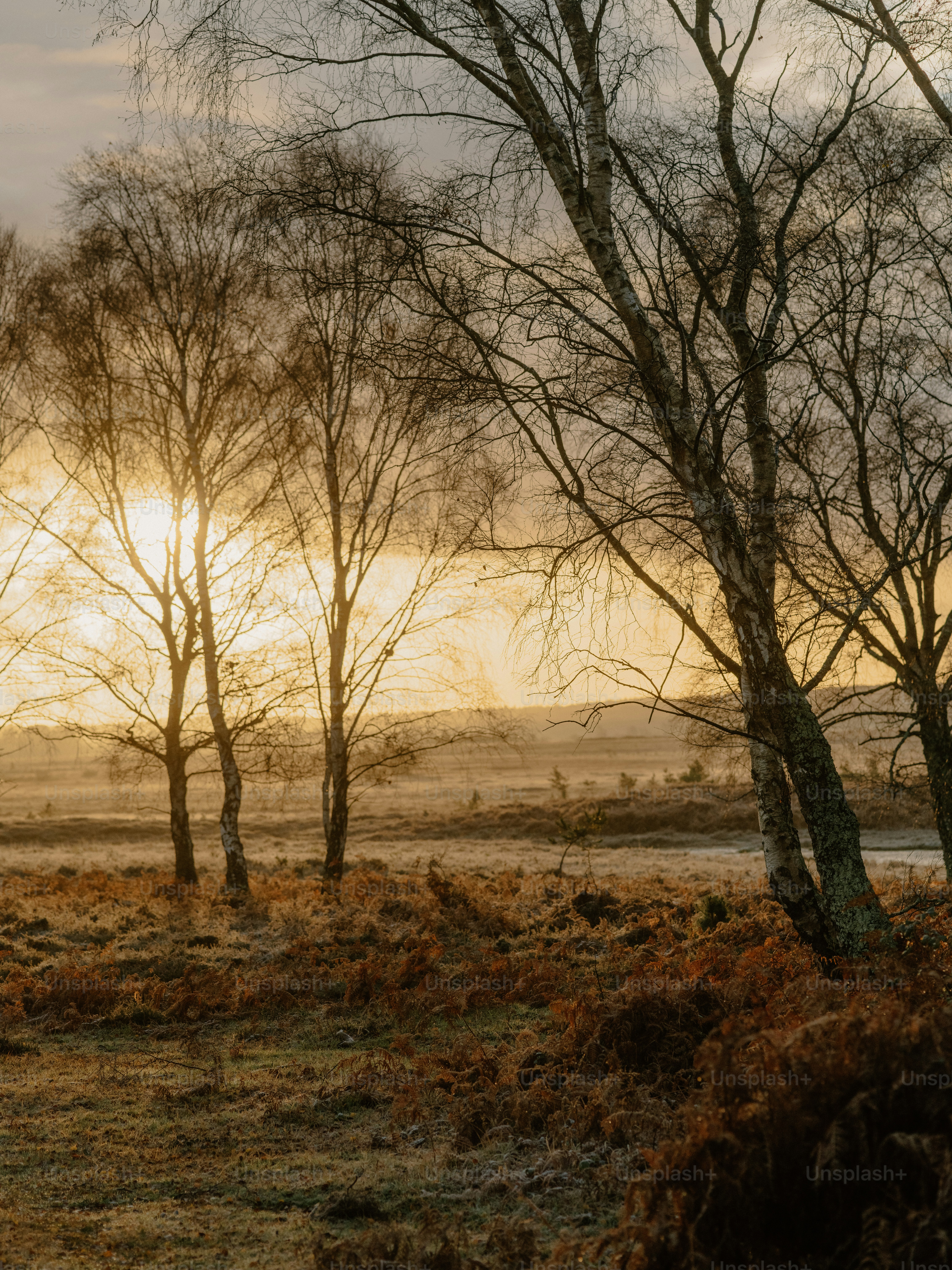 Bare trees in a misty field at sunrise.