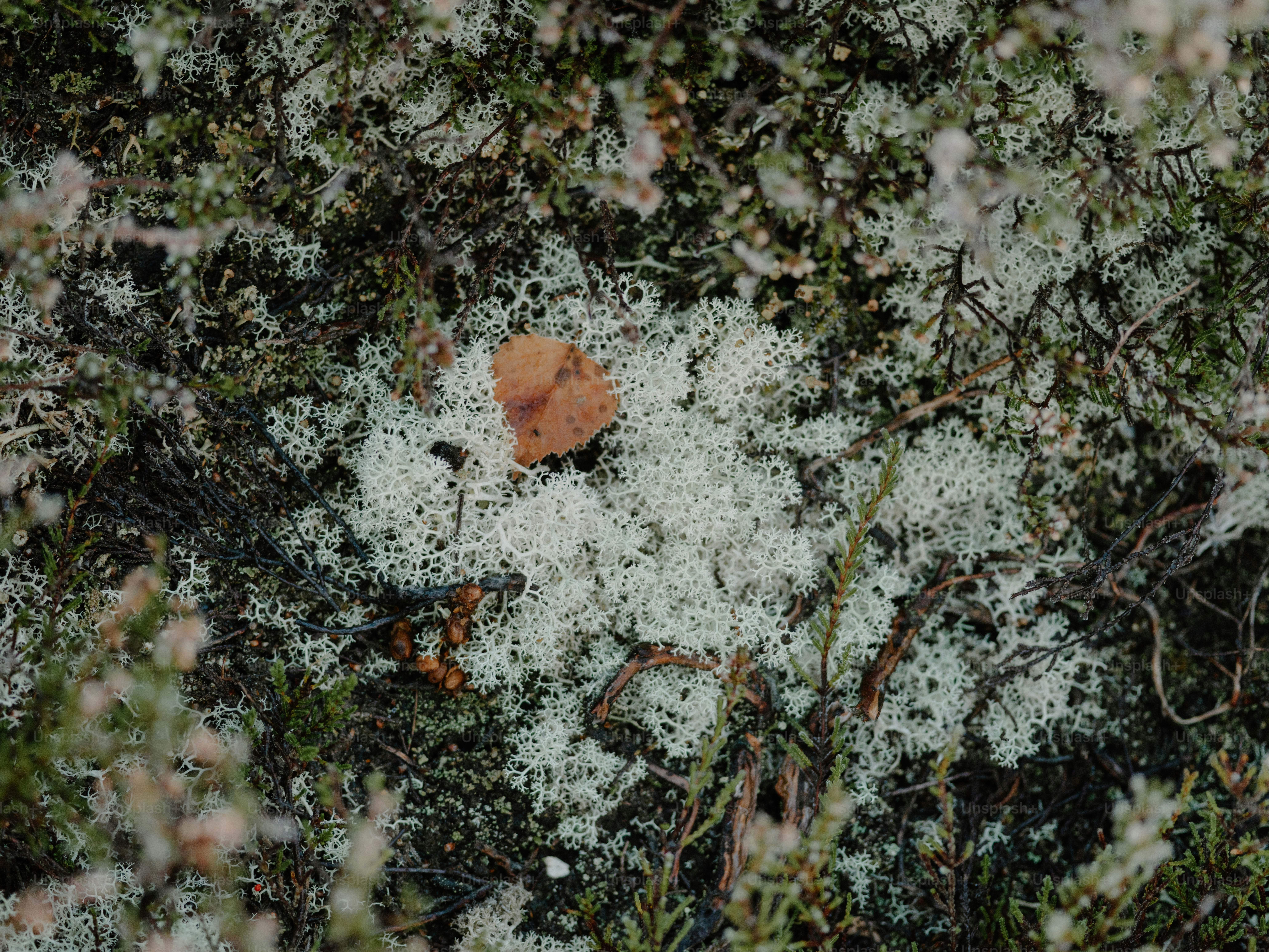 Dry ferns and green foliage in close-up - Photo on Unsplash+