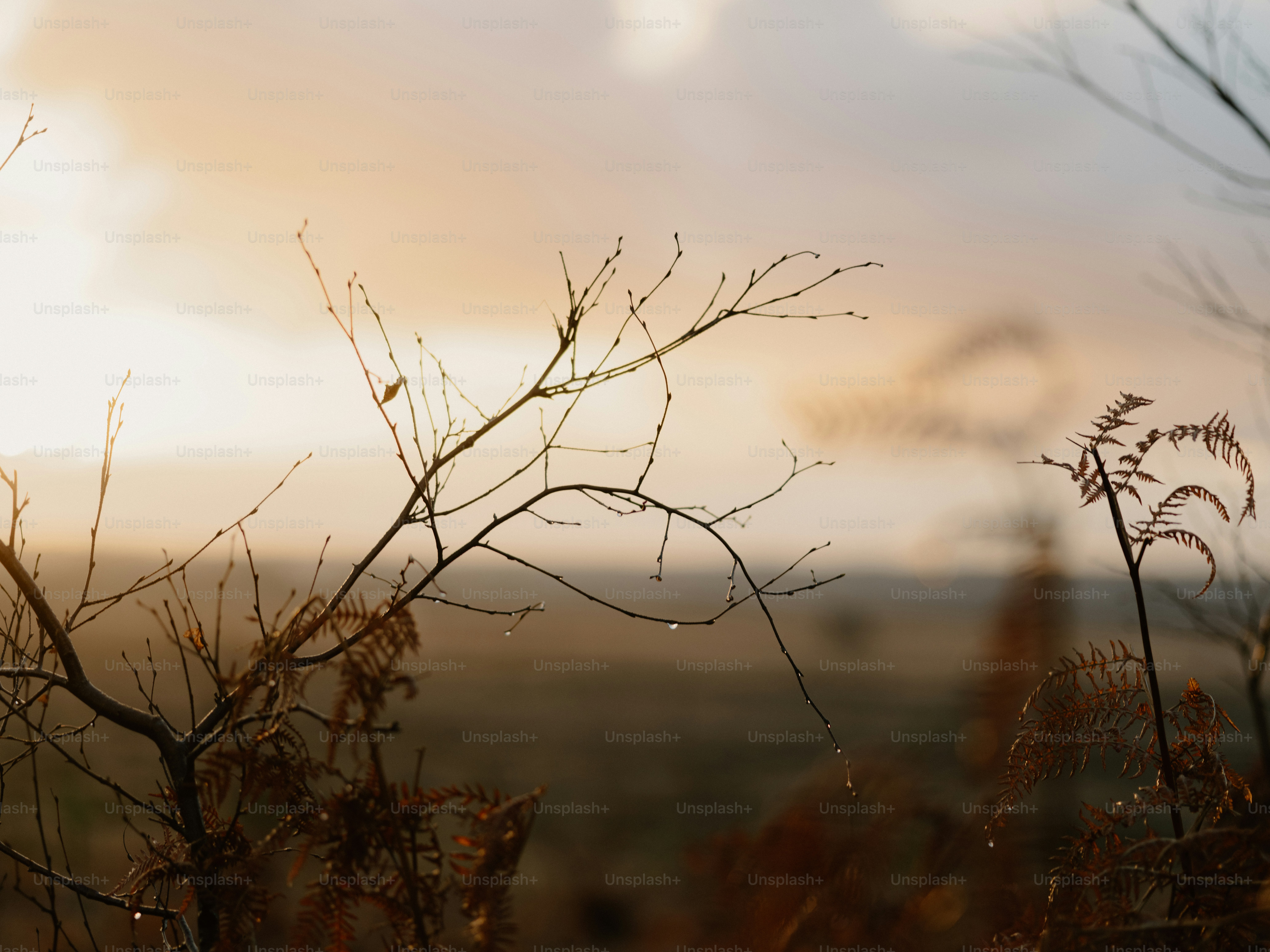 Bare branches with water droplets at sunrise