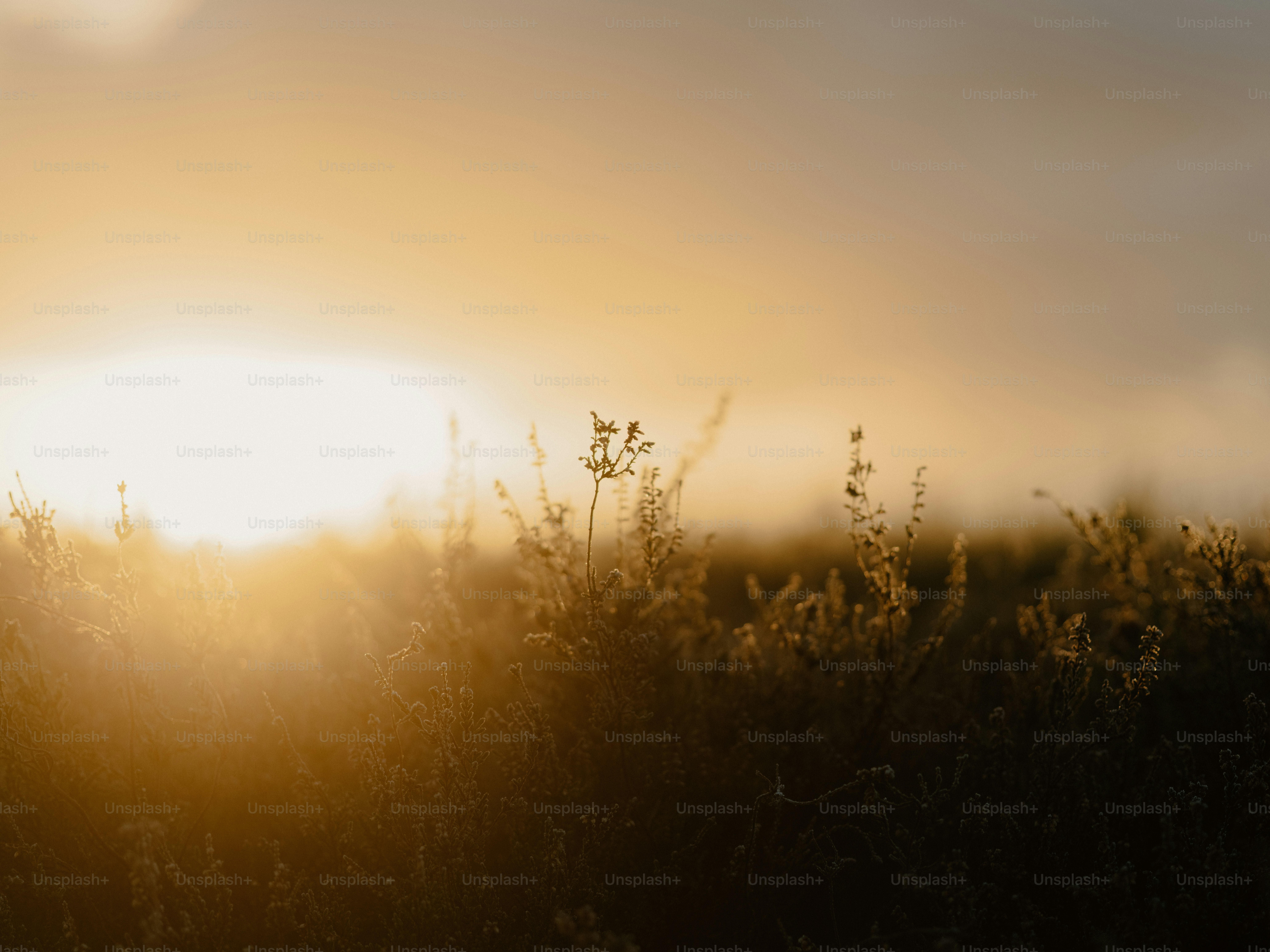 Golden sunset over a field of dry grass.