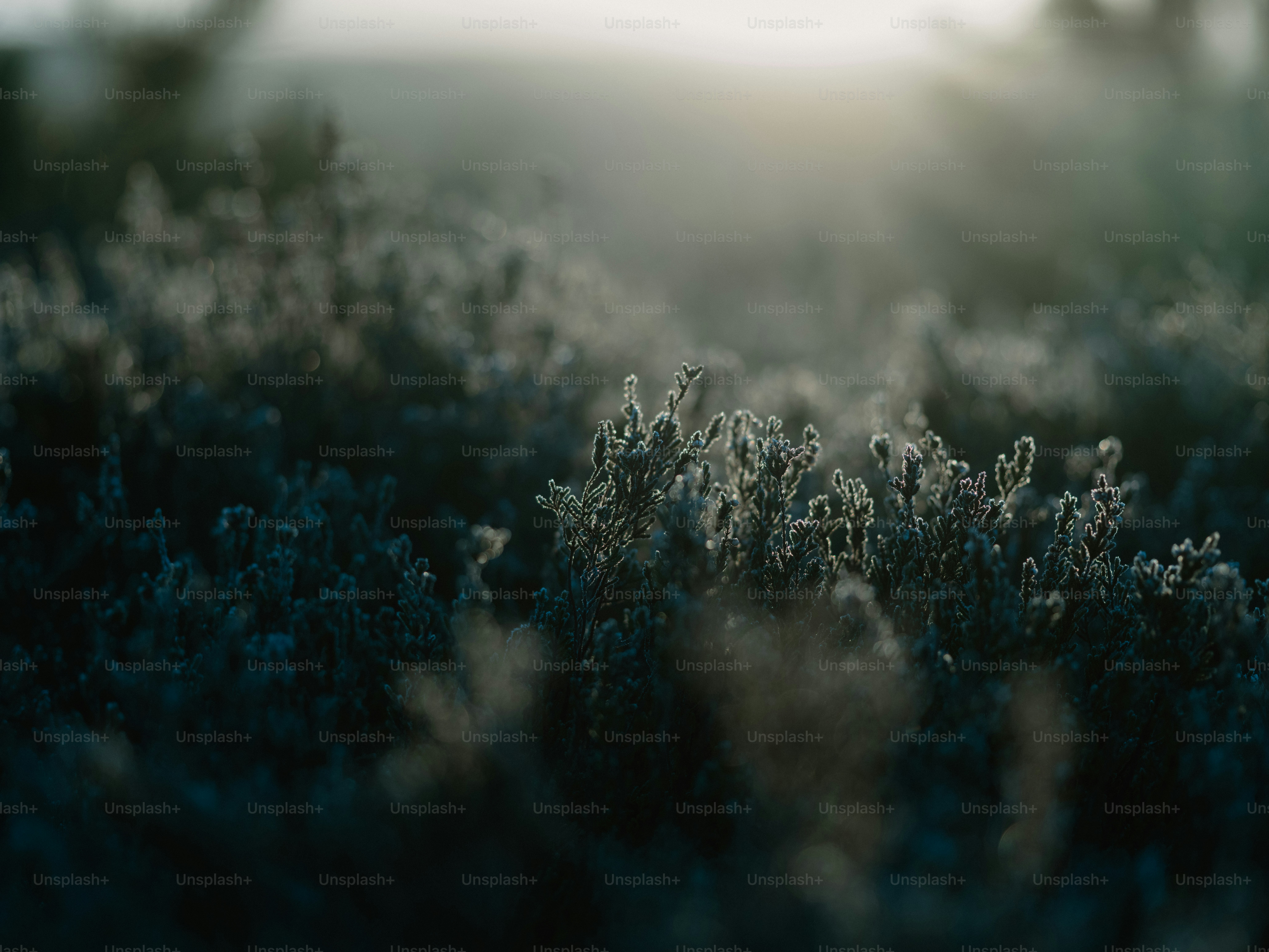 Imágenes de Elementos De La Naturaleza | Descarga imágenes gratuitas en  Unsplash, image size:3000x2250