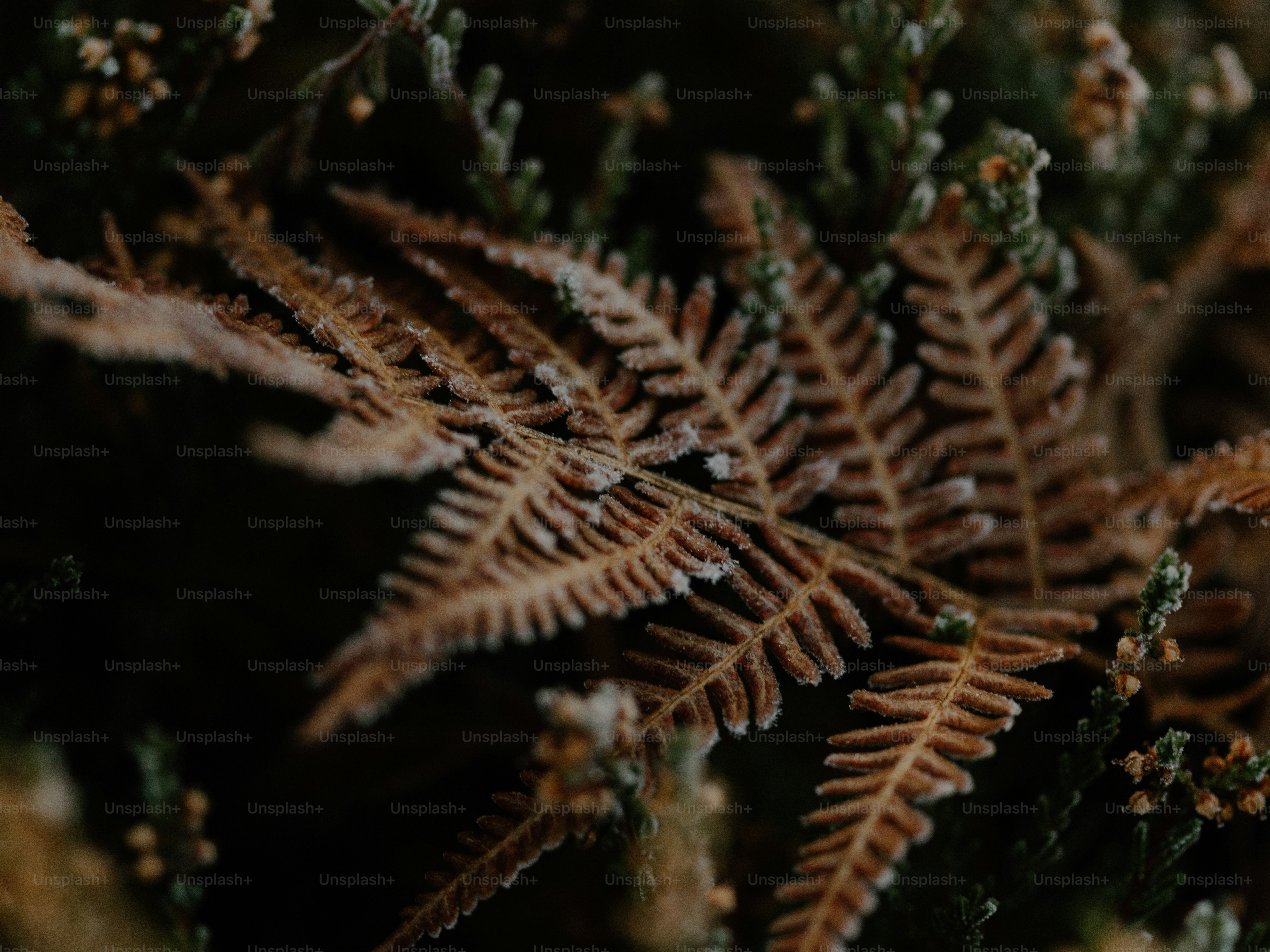 Close-up of a frosted fern with delicate details