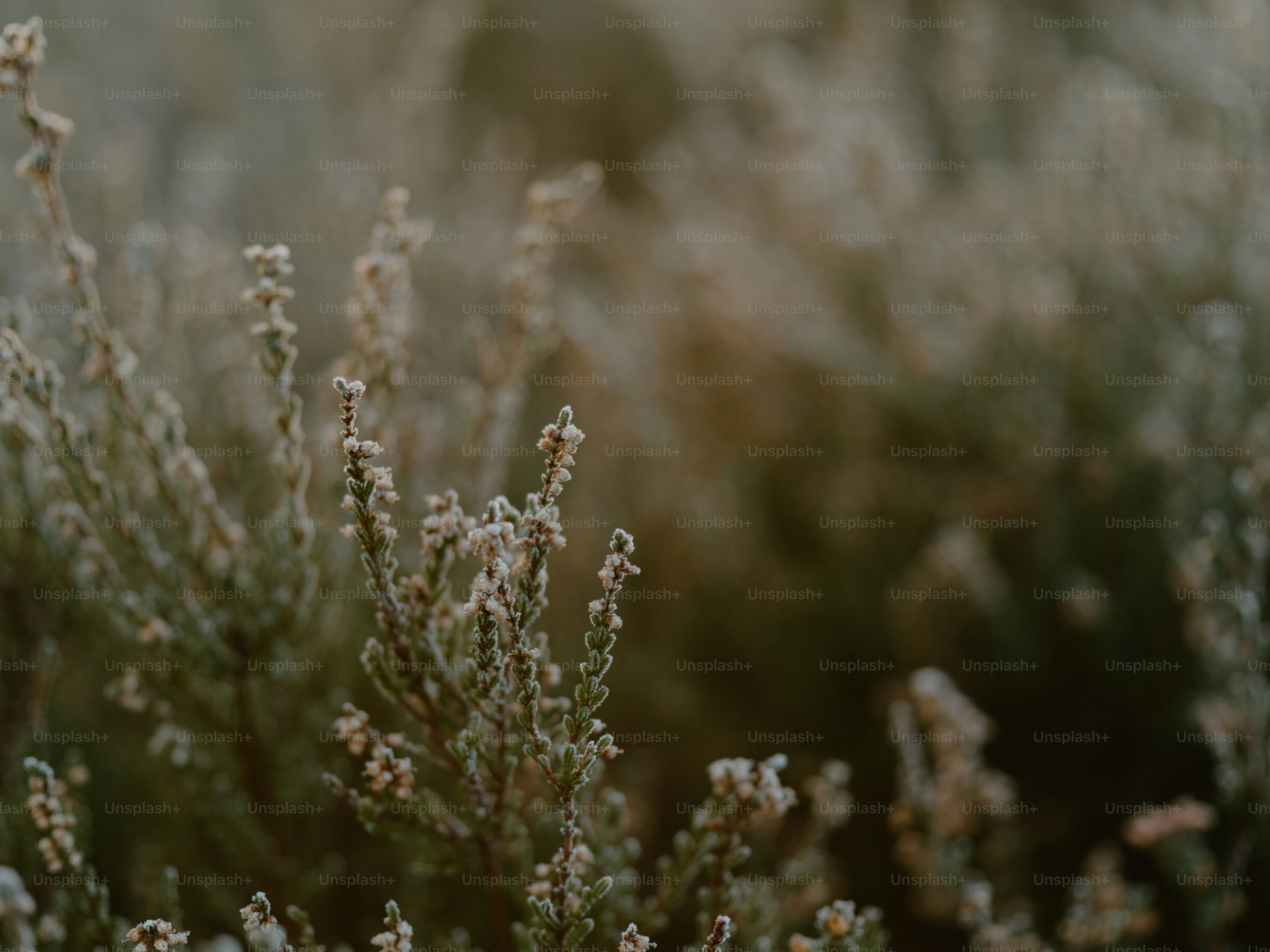 Close up of frosted heather plants in soft light