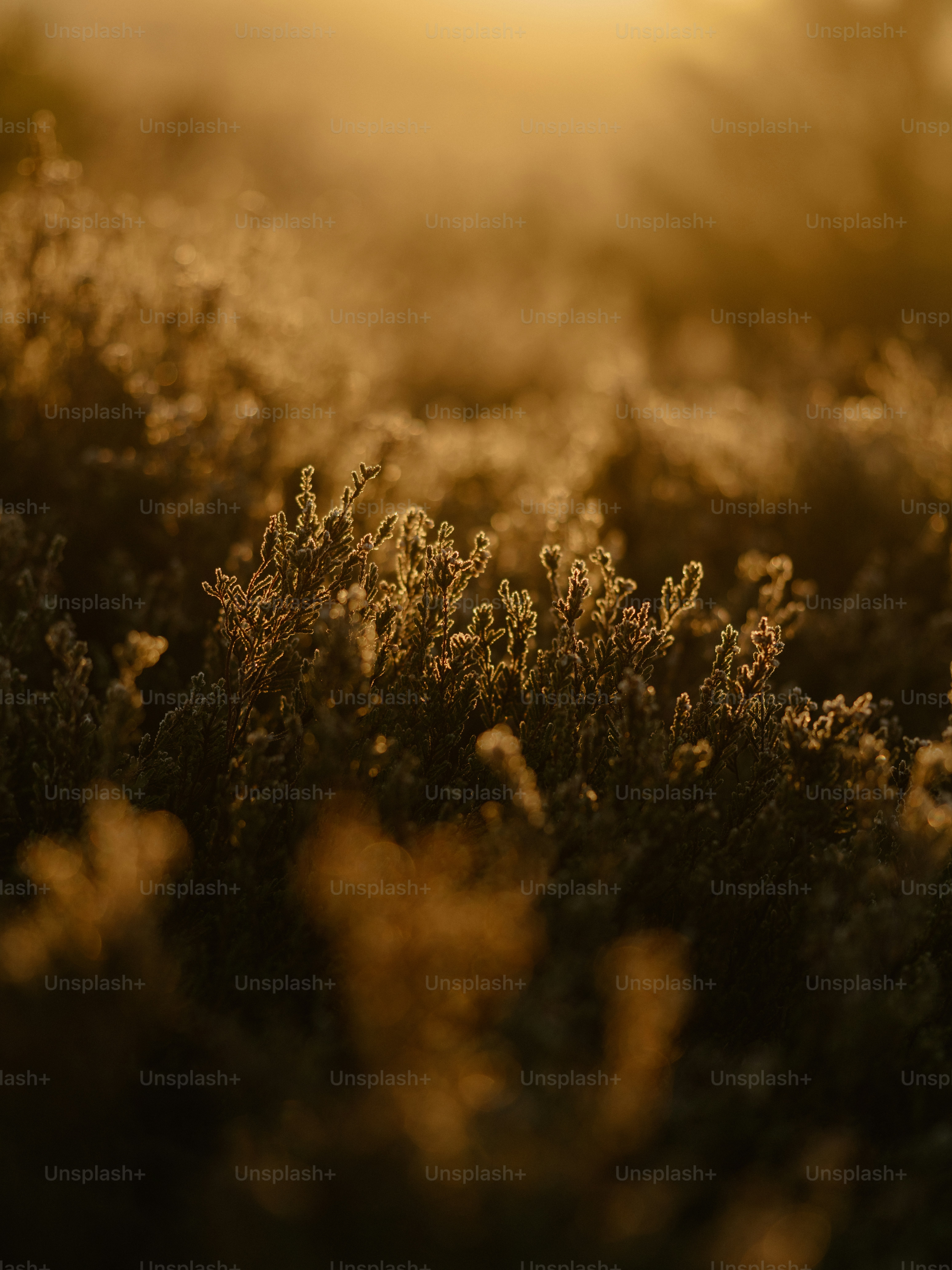 Golden light illuminates dewy plants at sunrise. photo – Sunset Image ...