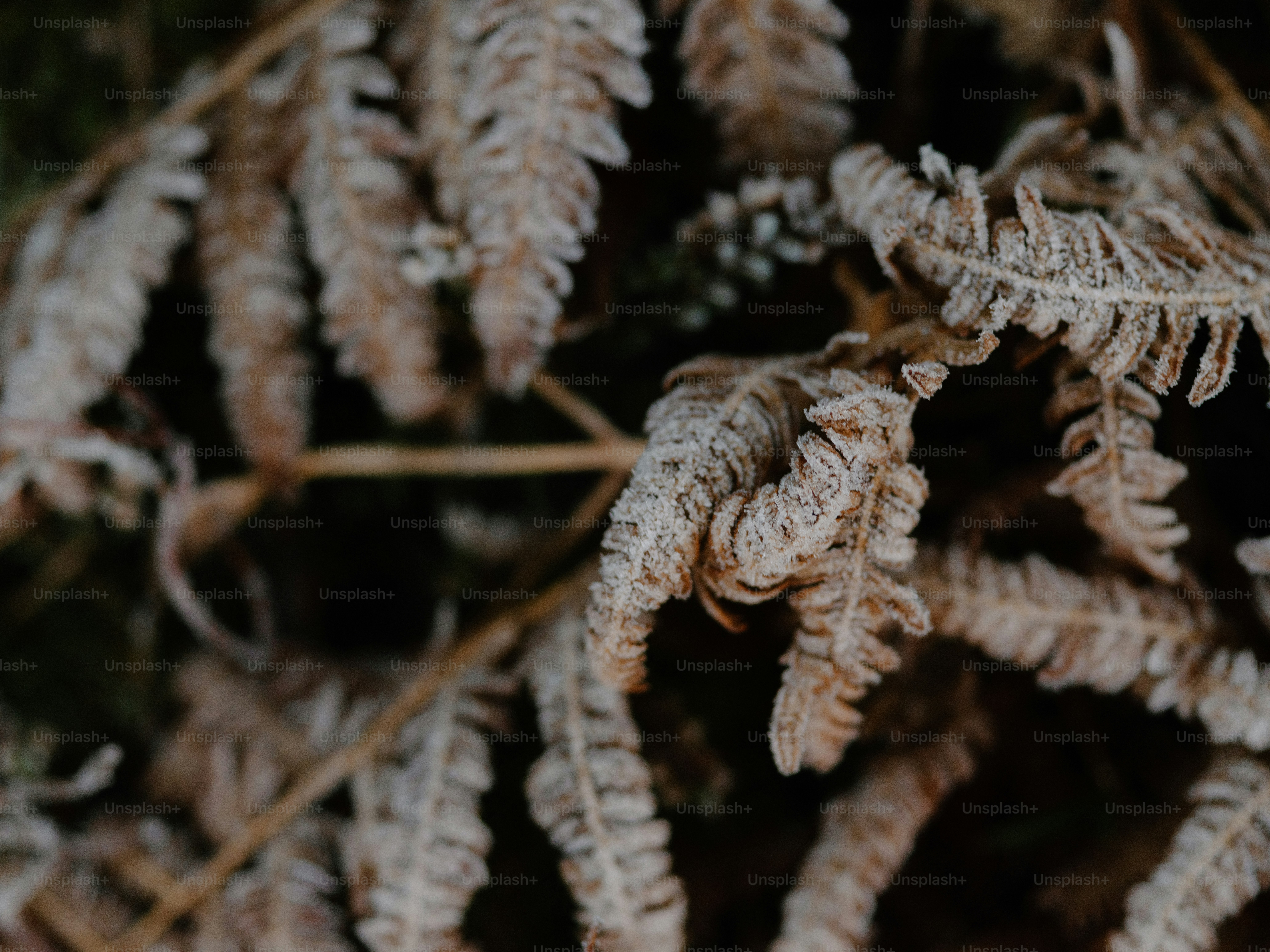 Close-up of frost-covered fern leaves in winter.