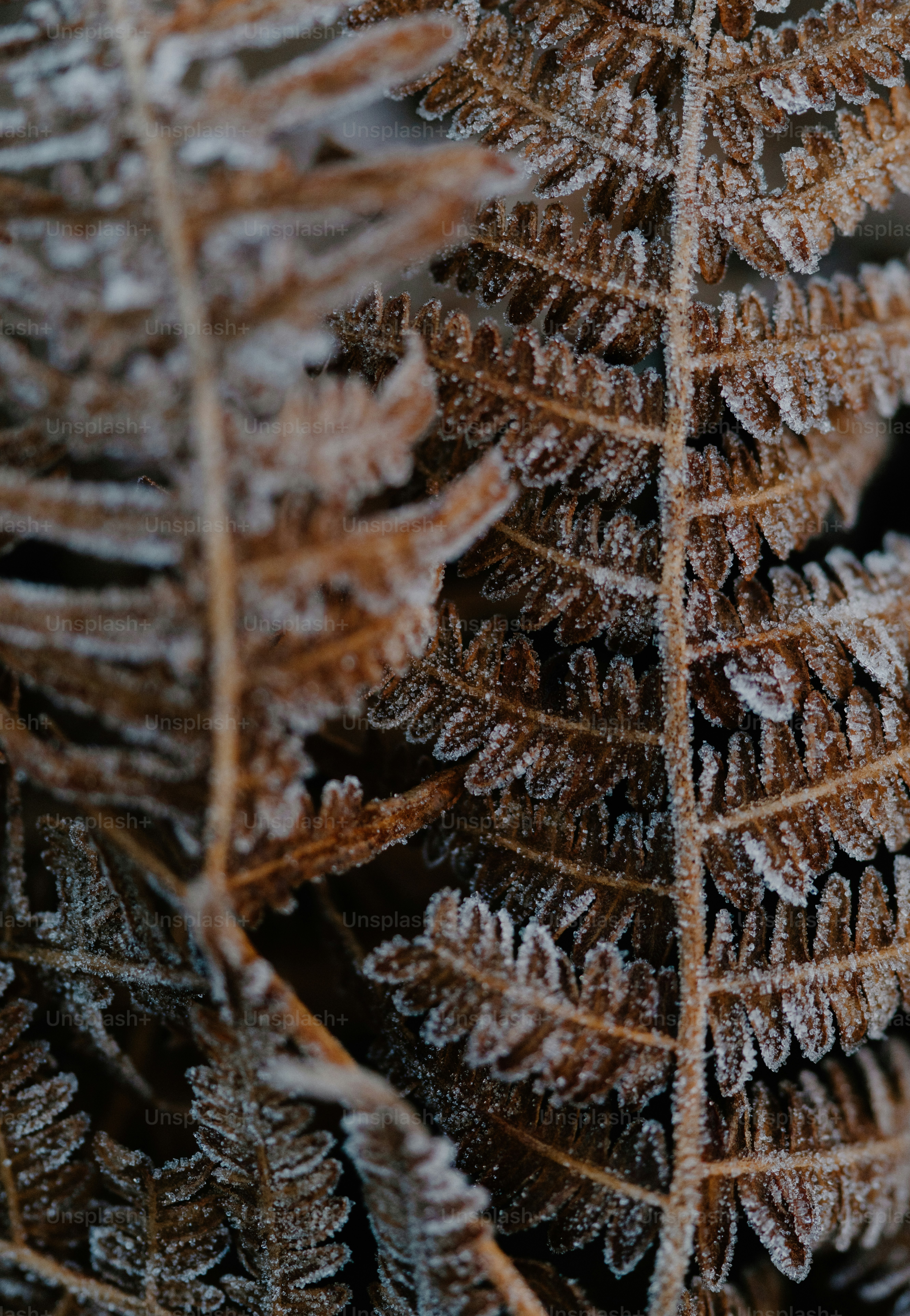 Close-up of frosted fern leaves in winter
