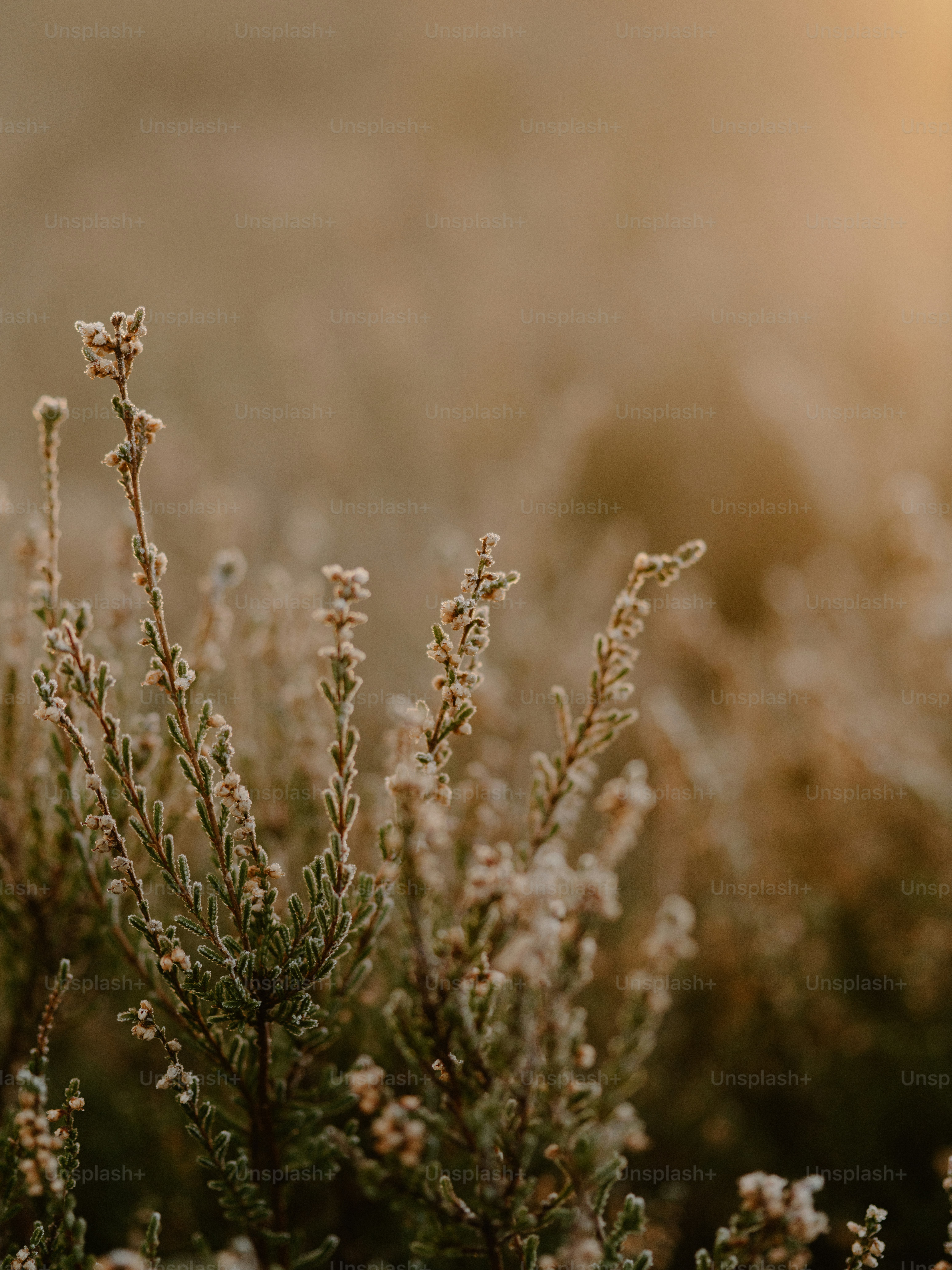 Frost covered heather in soft morning light