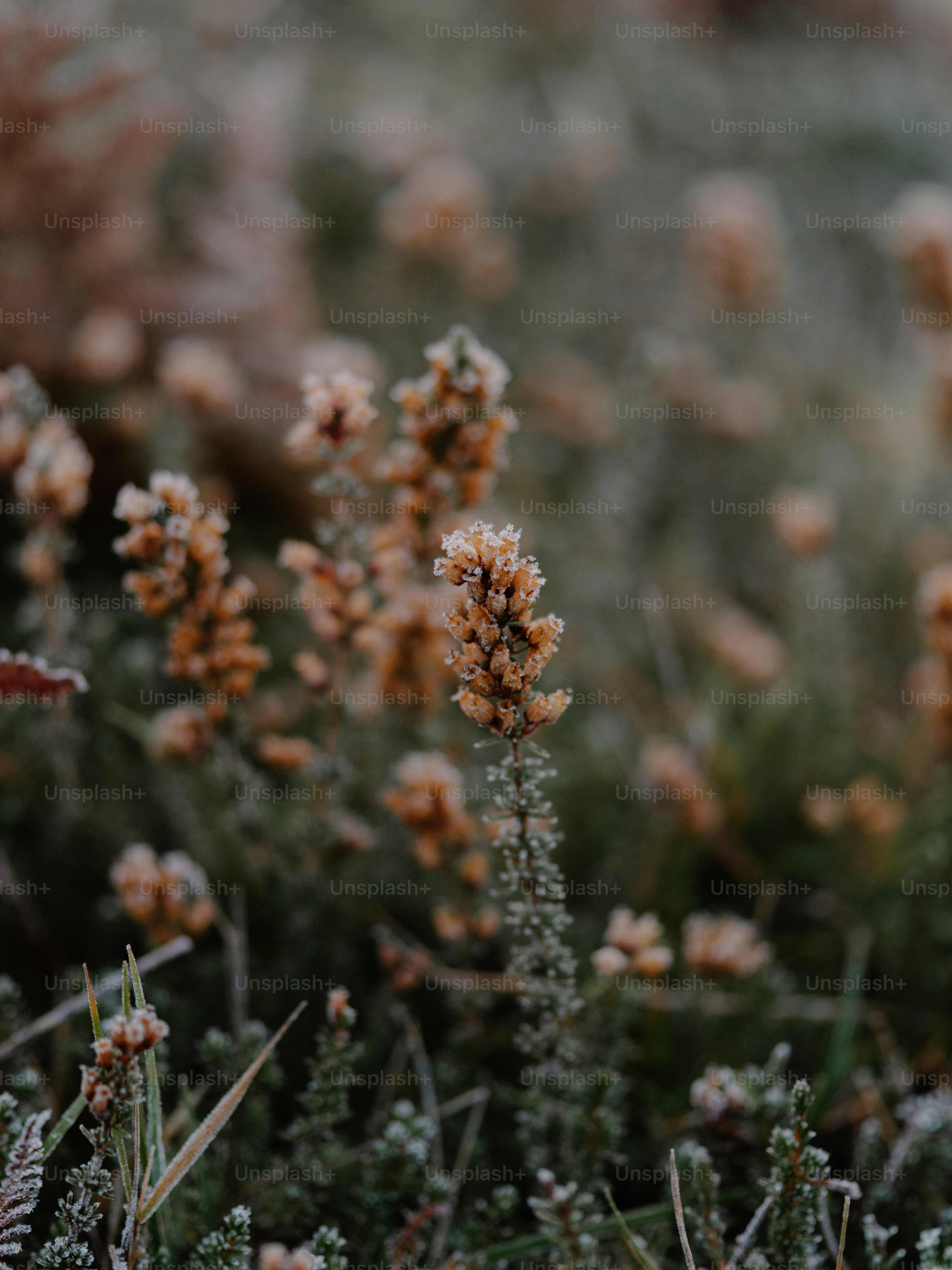 Frost-covered heather plants in a field.