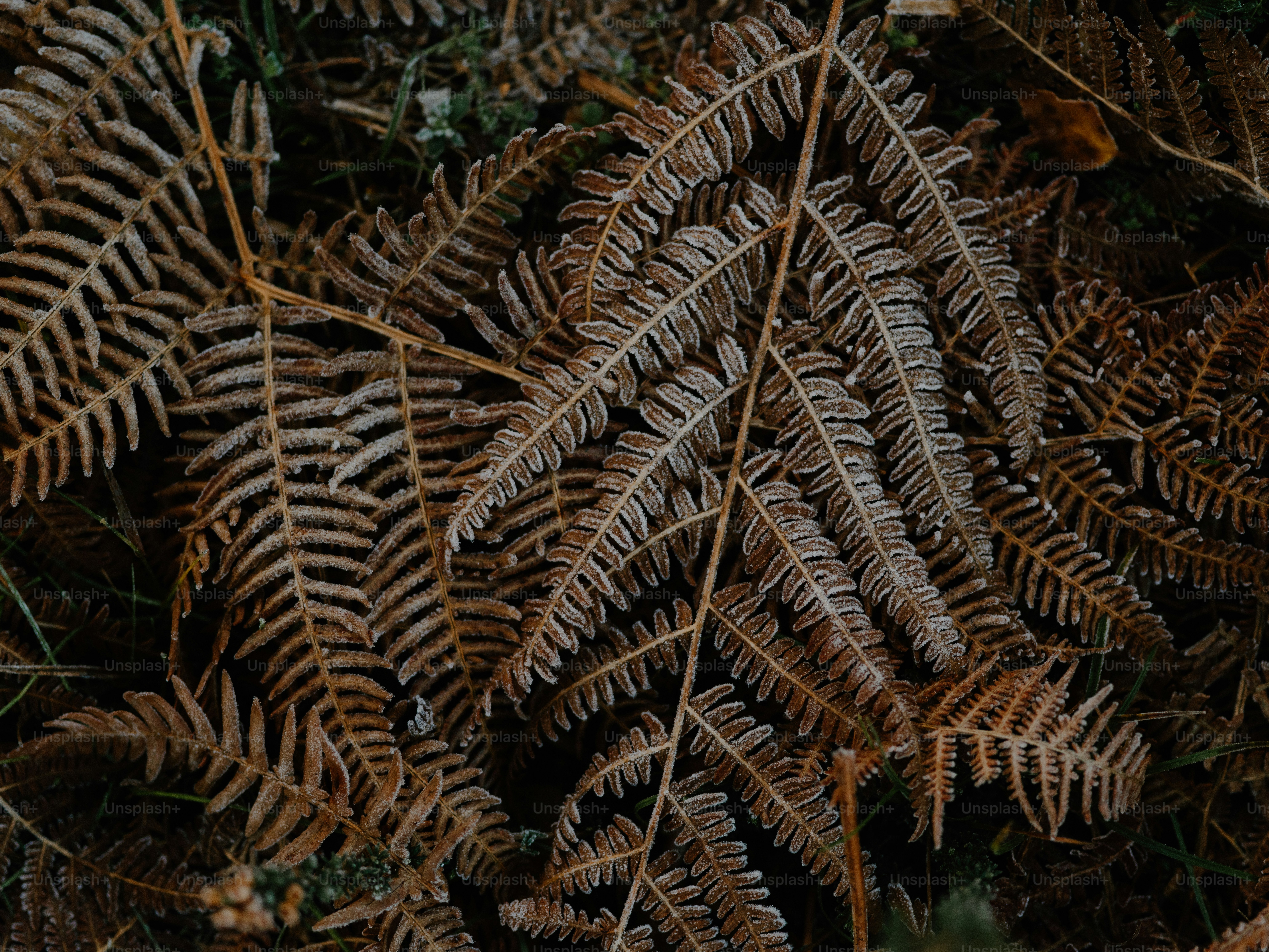 Close-up of dry brown fern leaves on the forest floor.