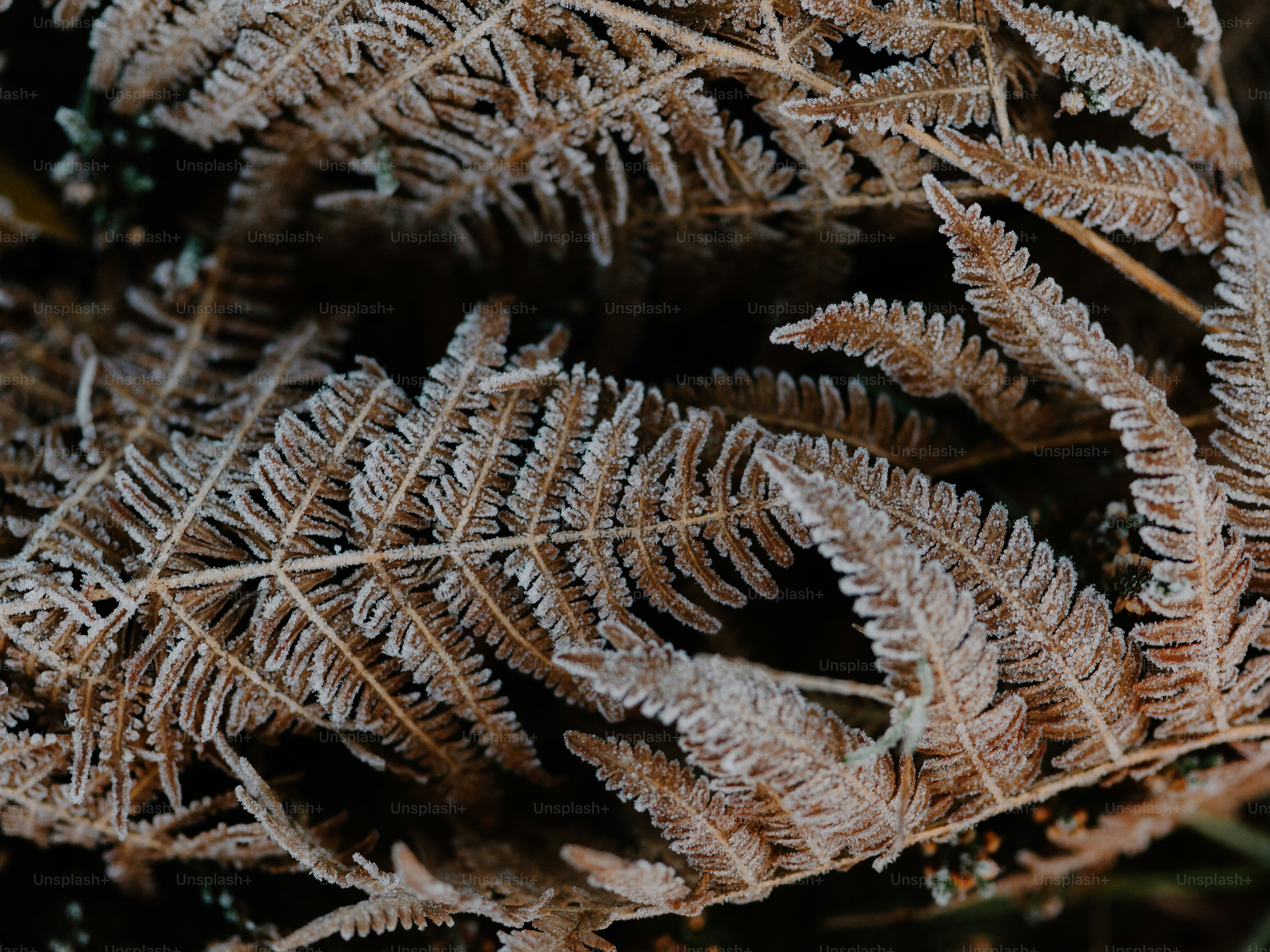 Close-up of frosted fern leaves in winter.