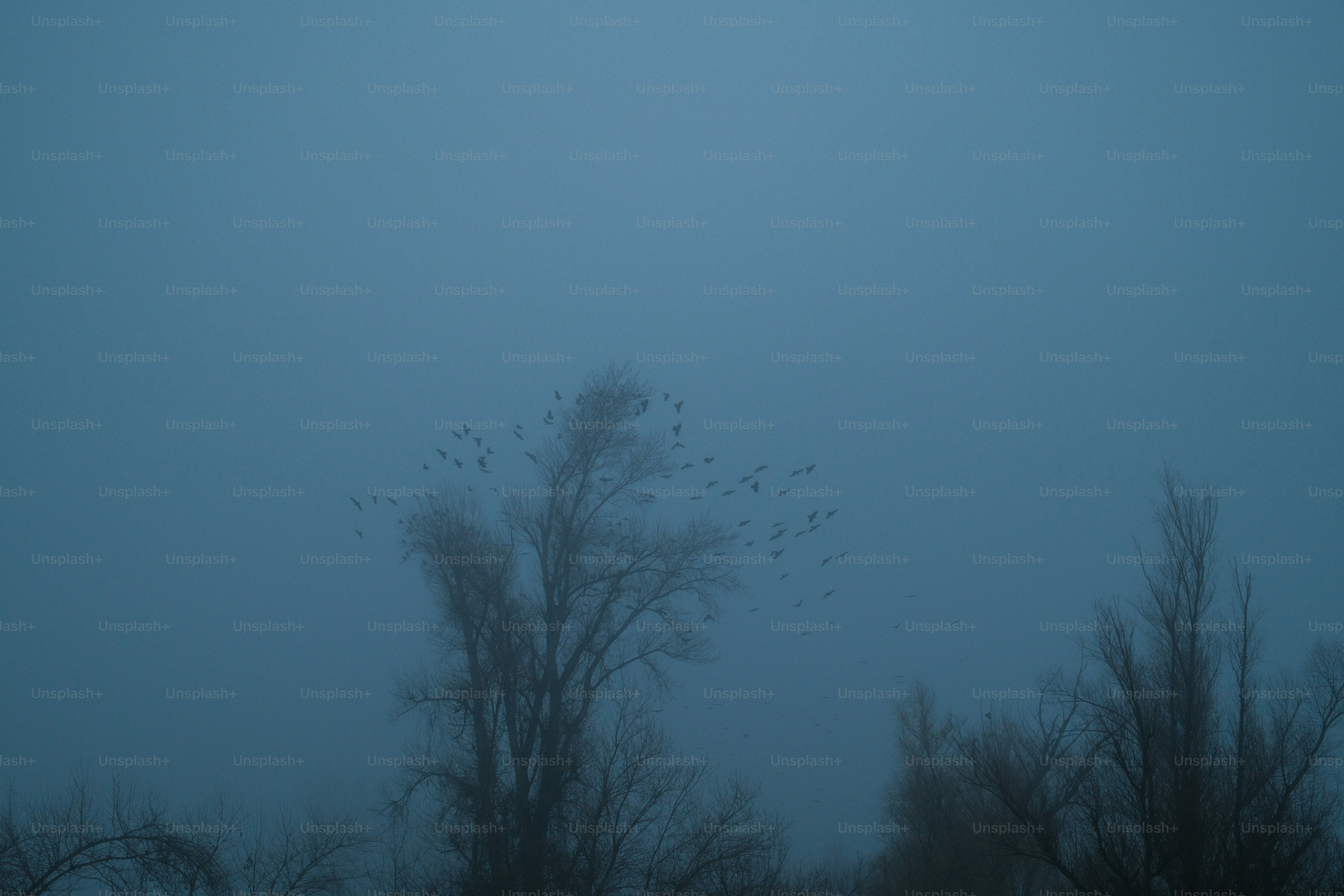 Flock of birds flying over bare trees in fog.